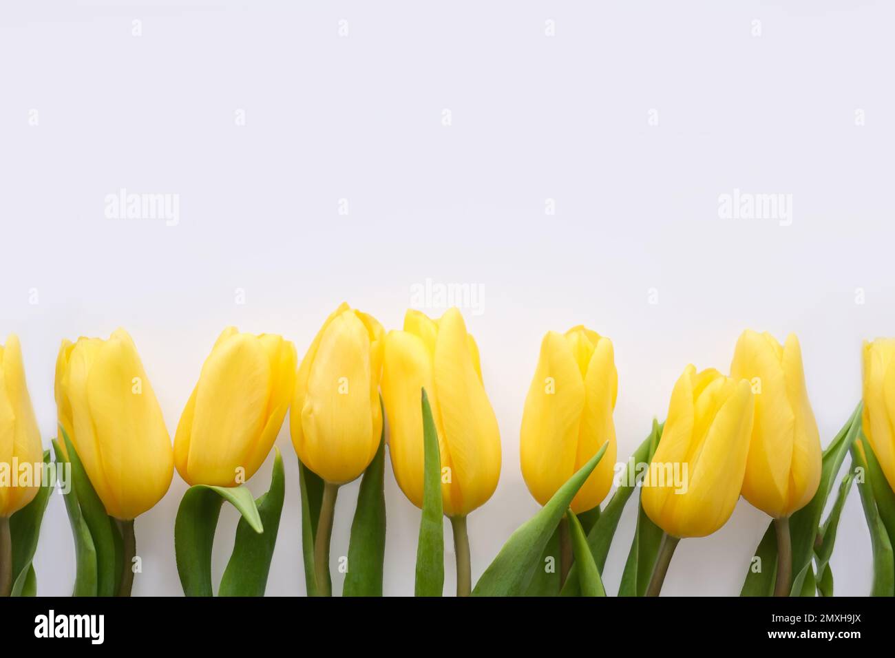 Blumenzusammensetzung. Gelbe Tulpenblüten auf weißem Hintergrund. Frühlings- und Sommerkonzept Stockfoto