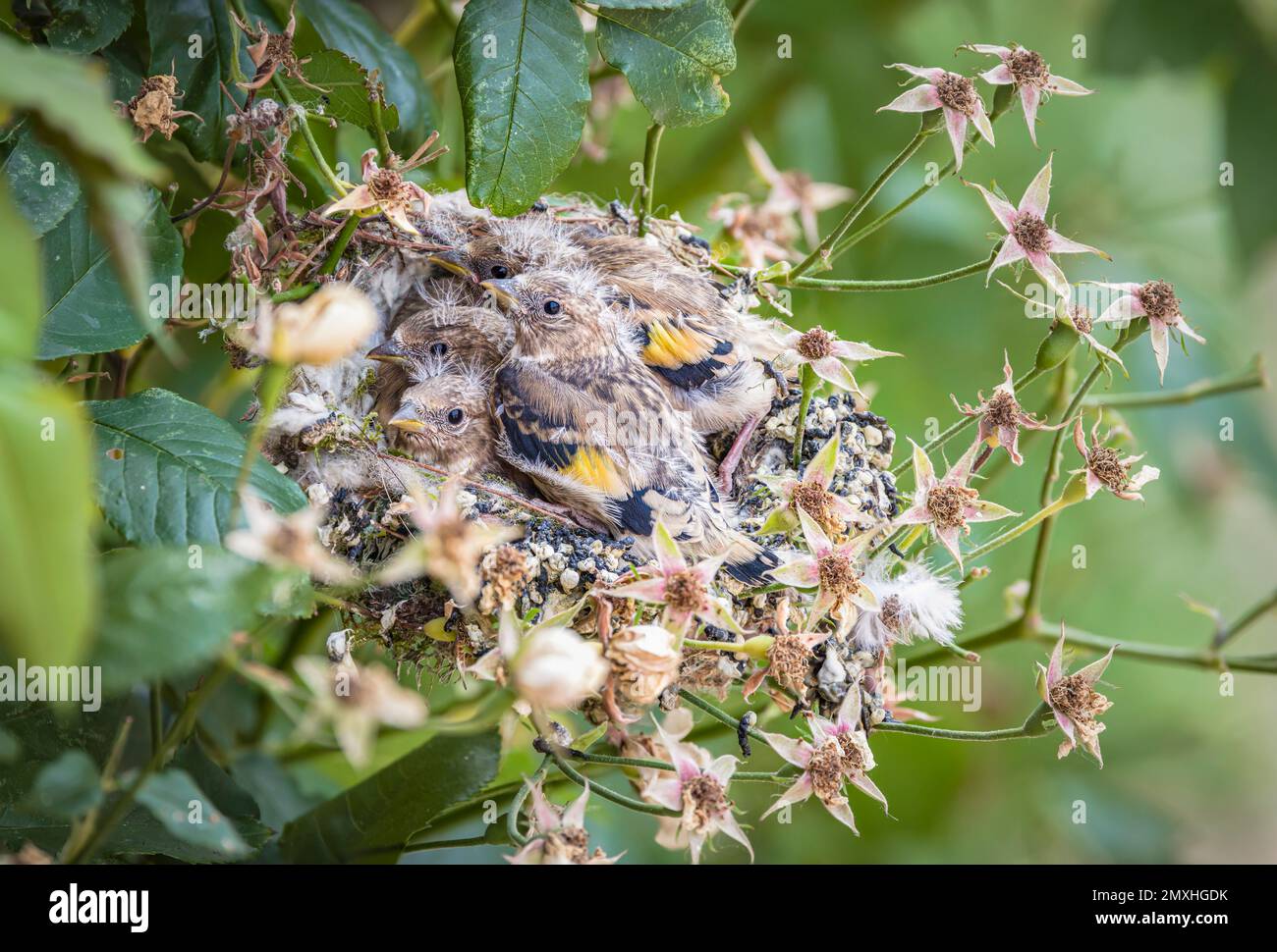 Der europäische Goldfink (Carduelis carduelis) nistet im Sommer im Vereinigten Königreich mit Vogelbabys in einem Rosenbusch in einem Garten Stockfoto