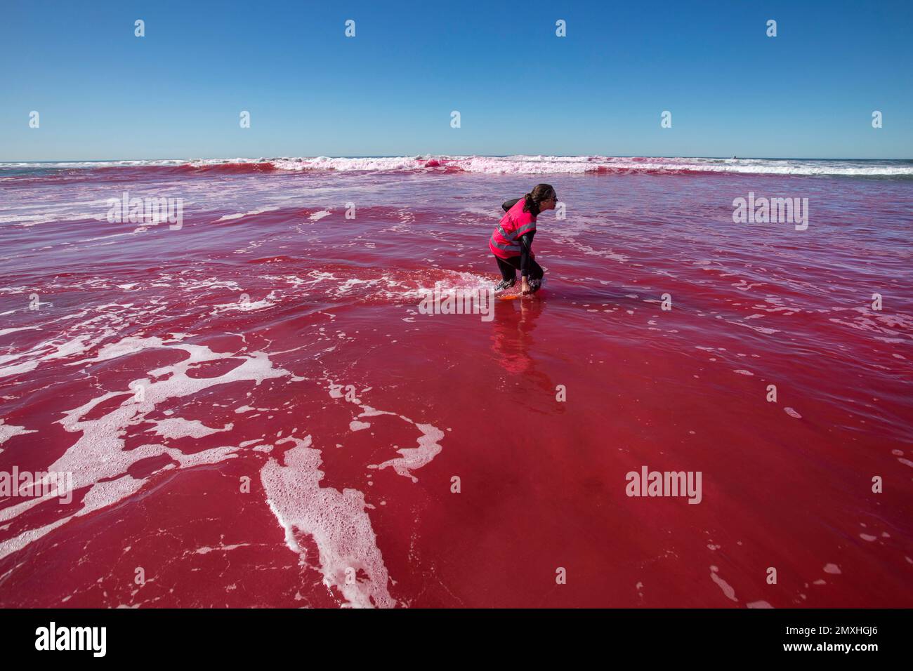 San Diego, Kalifornien, USA. 2. Februar 2023. Die Wissenschaftlerin Megan Willams sammelt einen GPS-Tracker, während Forscher an der Scripps Institution of Oceanography der UC San Diego und die University of Washington ein rosafarbenes Farbexperiment mit dem Titel „Plumes in Nearshore Conditions“ oder PINC durchführten, um zu untersuchen, wie kleine Süßwasserabflüsse mit dem Surfgebiet interagieren. Das von der National Science Foundation (NSF) finanzierte Projekt konzentrierte sich auf die Mündung und die umliegende Küste der Los Penasquitos Lagoon, die sich im Torrey Pines State Beach und Naturschutzgebiet in San Diego befindet. (Kreditbild: © K.C. Alfred/ZUMA Press W Stockfoto