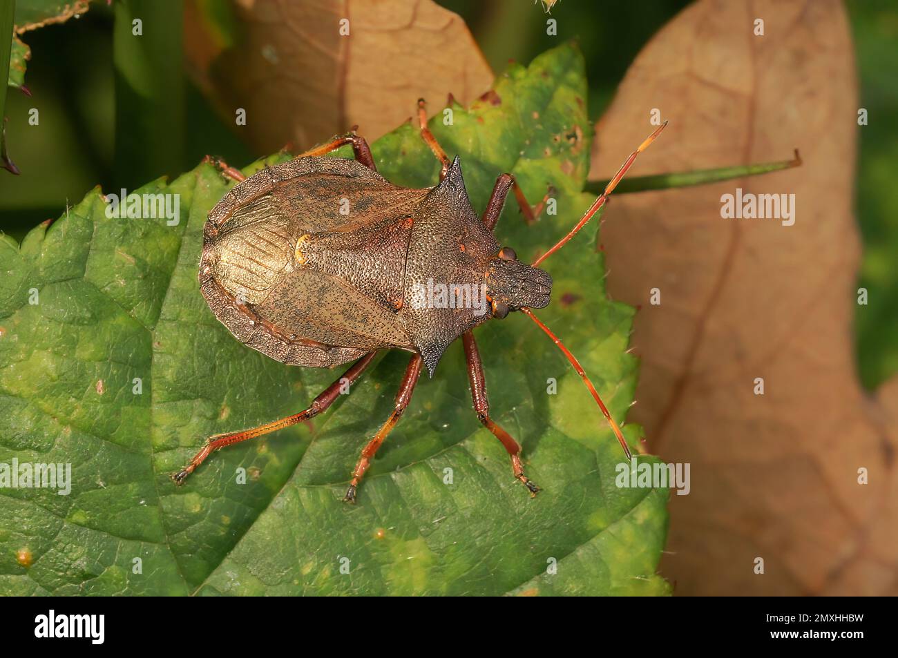 Ein Käfer sitzt auf einem mit Blättern bedeckten Ast und blickt auf die Welt Stockfoto