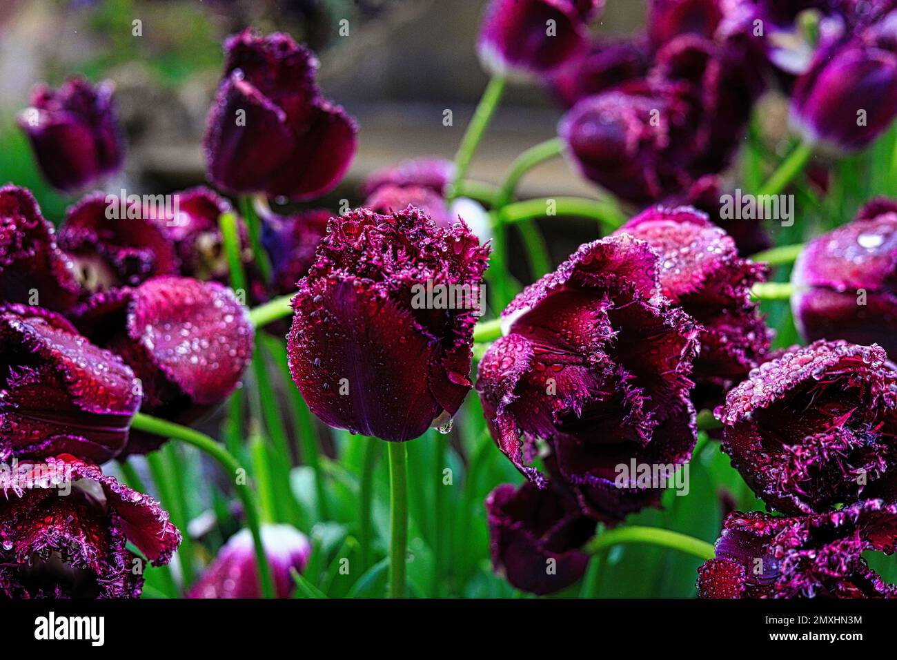 Eine Nahaufnahme von schönen lila Tulpen in einem Garten nach einem Regen Stockfoto