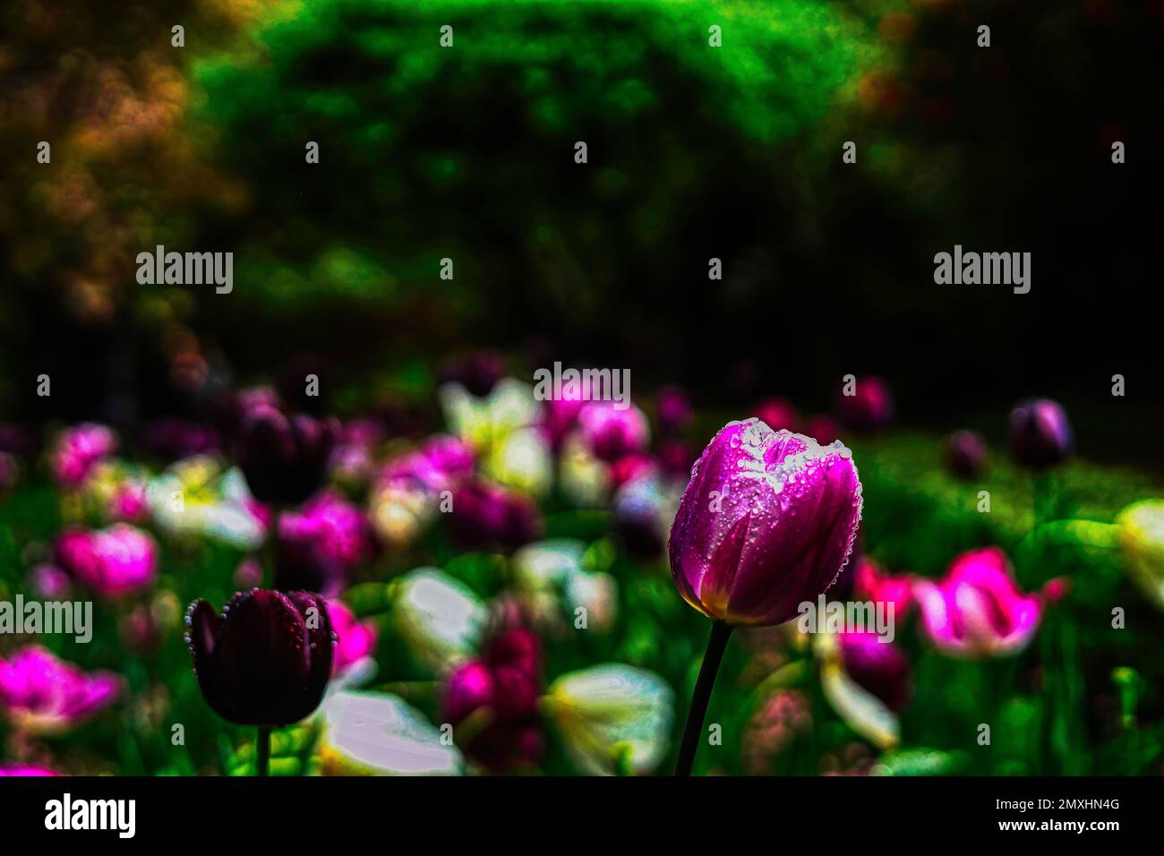 Eine Nahaufnahme von schönen lila Tulpen in einem Garten nach einem Regen Stockfoto