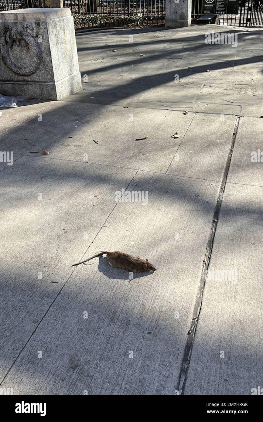 New York, USA. 03. Februar 2023. Eine tote Ratte liegt am 3. Februar 2023 vor dem Seward Park in New York. Im November unterzeichnete Bürgermeister Eric Adams ein Gesetz, das als Rat-Aktionsplan bekannt ist. Die Stadt berichtet, dass die Sichtung von Ratten um 142% seit der Pandemie gestiegen ist. Die Stadt kündigte außerdem einen neuen Job als Director of Rodent Mitigation an. (Foto: Samuel Rigelhaupt/Sipa USA) Guthaben: SIPA USA/Alamy Live News Stockfoto
