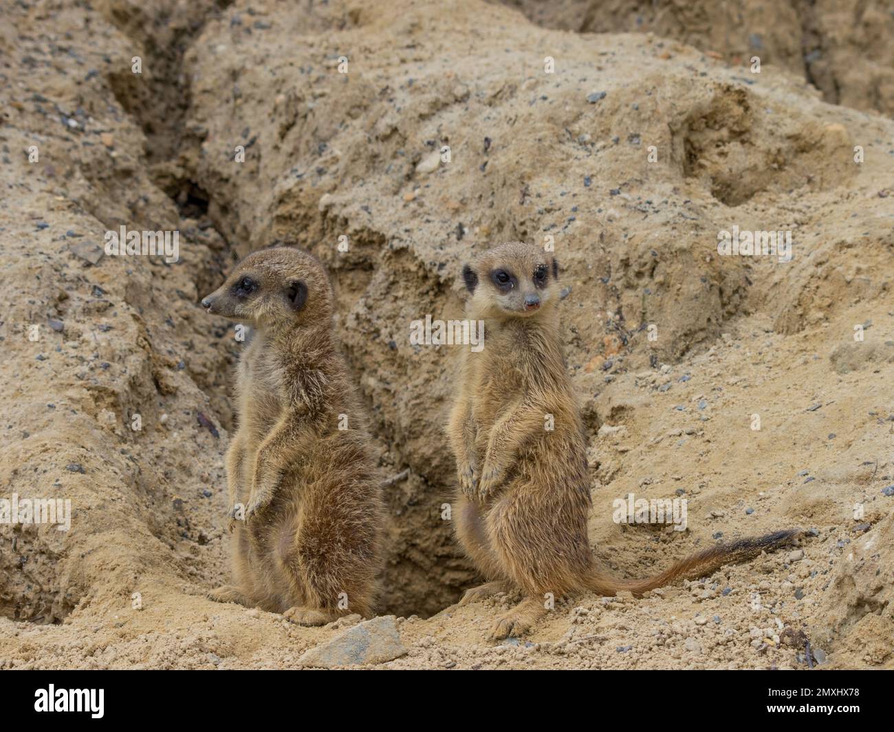 Die süßen Erdmännchen (Suricata suricatta) schauen sich in einer Wüste um Stockfoto Die süßen Erdmännchen (Suricata suricatta) schauen sich in einer Wüste um Stockfoto