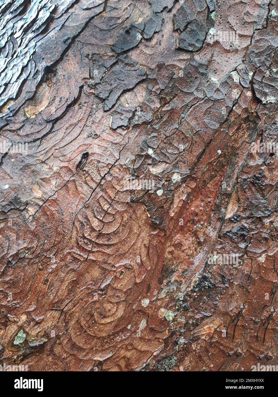 Natürliche Markierungen an der Rinde eines Baumes Stockfoto