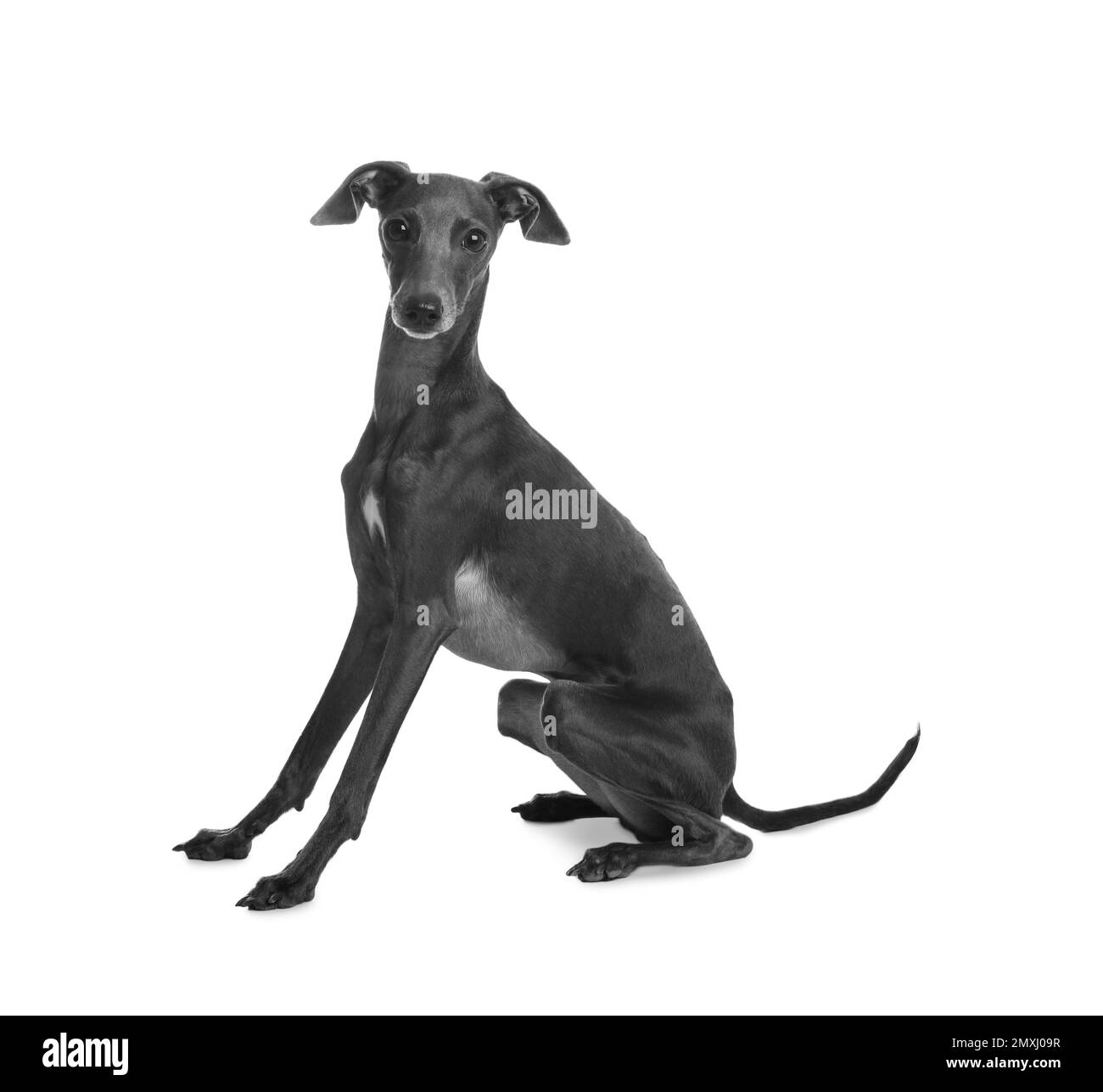 Süßer italienischer Windhund auf weißem Hintergrund Stockfoto