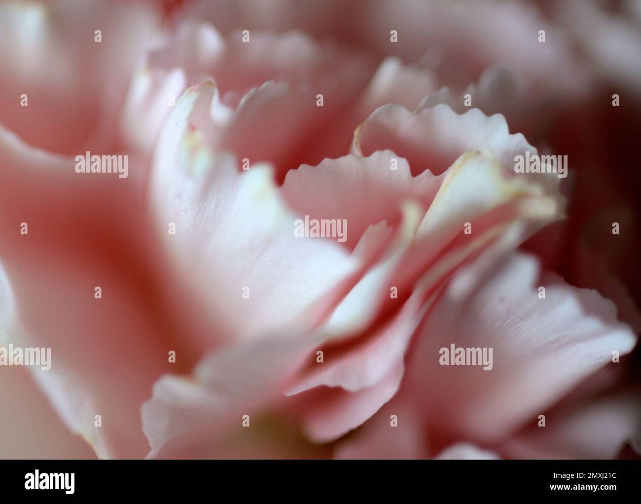 Nahaufnahme der traumhaften rosa Blütenblätter einer Nelkenblume Stockfoto