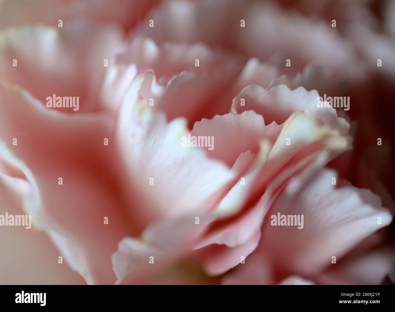 Nahaufnahme der traumhaften rosa Blütenblätter einer Nelkenblume Stockfoto