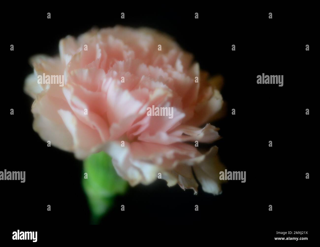 Dreamy Pink Carnation vor schwarzem Hintergrund Stockfoto