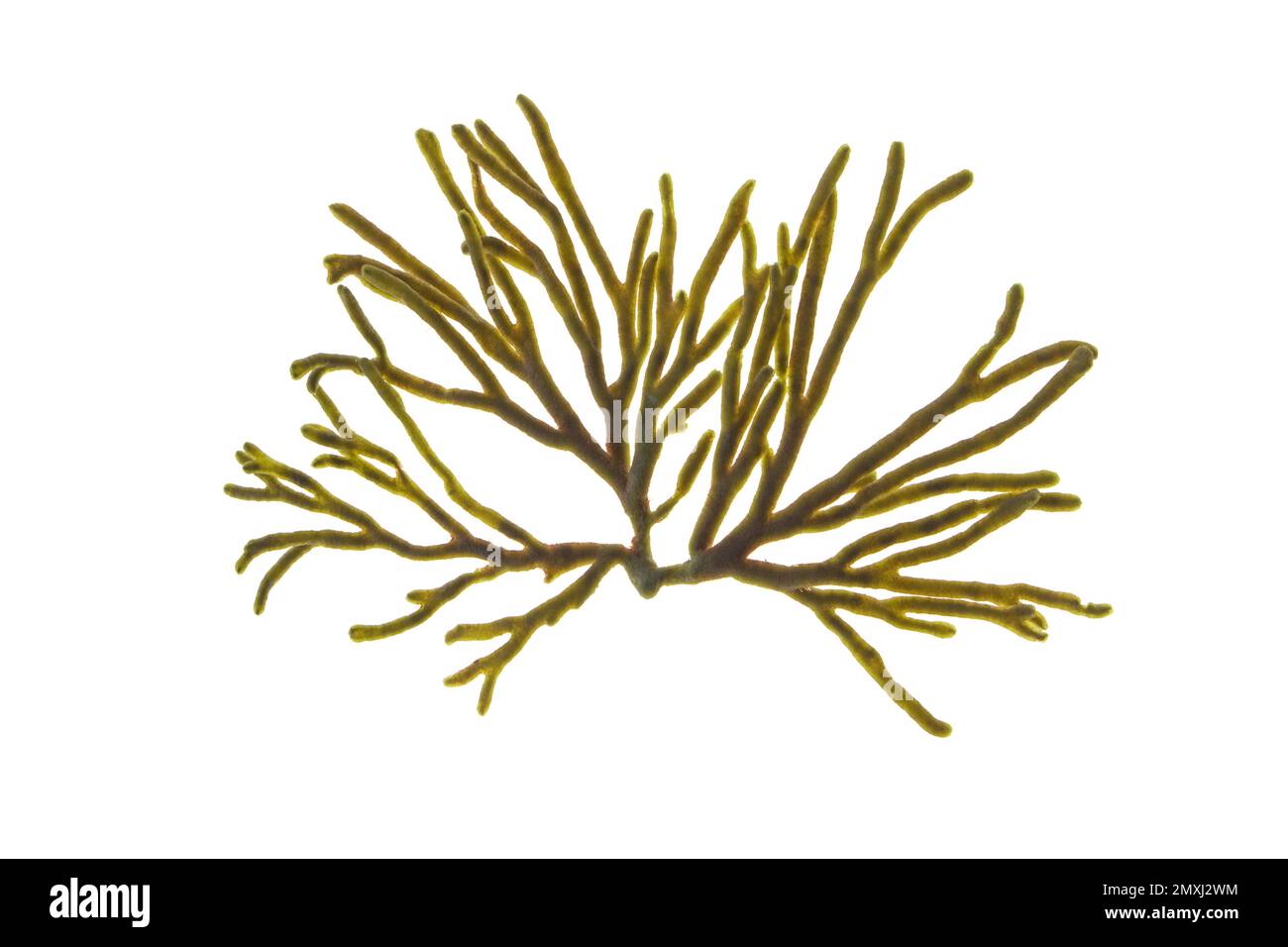 Codium-Tomentosum oder Samthorn oder Spongeweed-Algen, auf weiß isoliert. Grüner Algenzweig. Stockfoto
