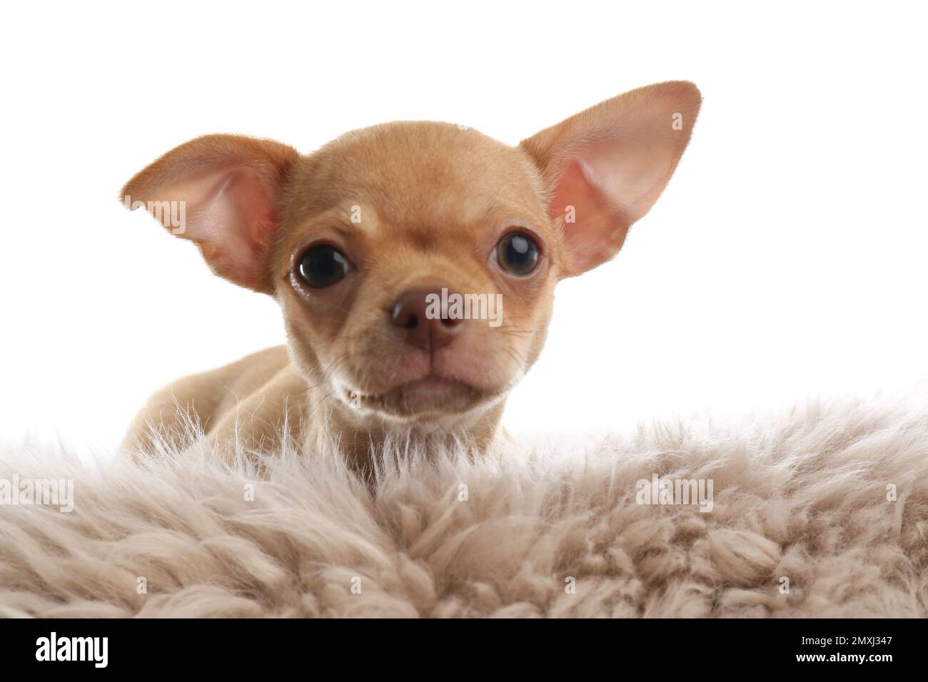 Süßer Chihuahua Welpe auf Kunstfell. Baby-Tier Stockfoto