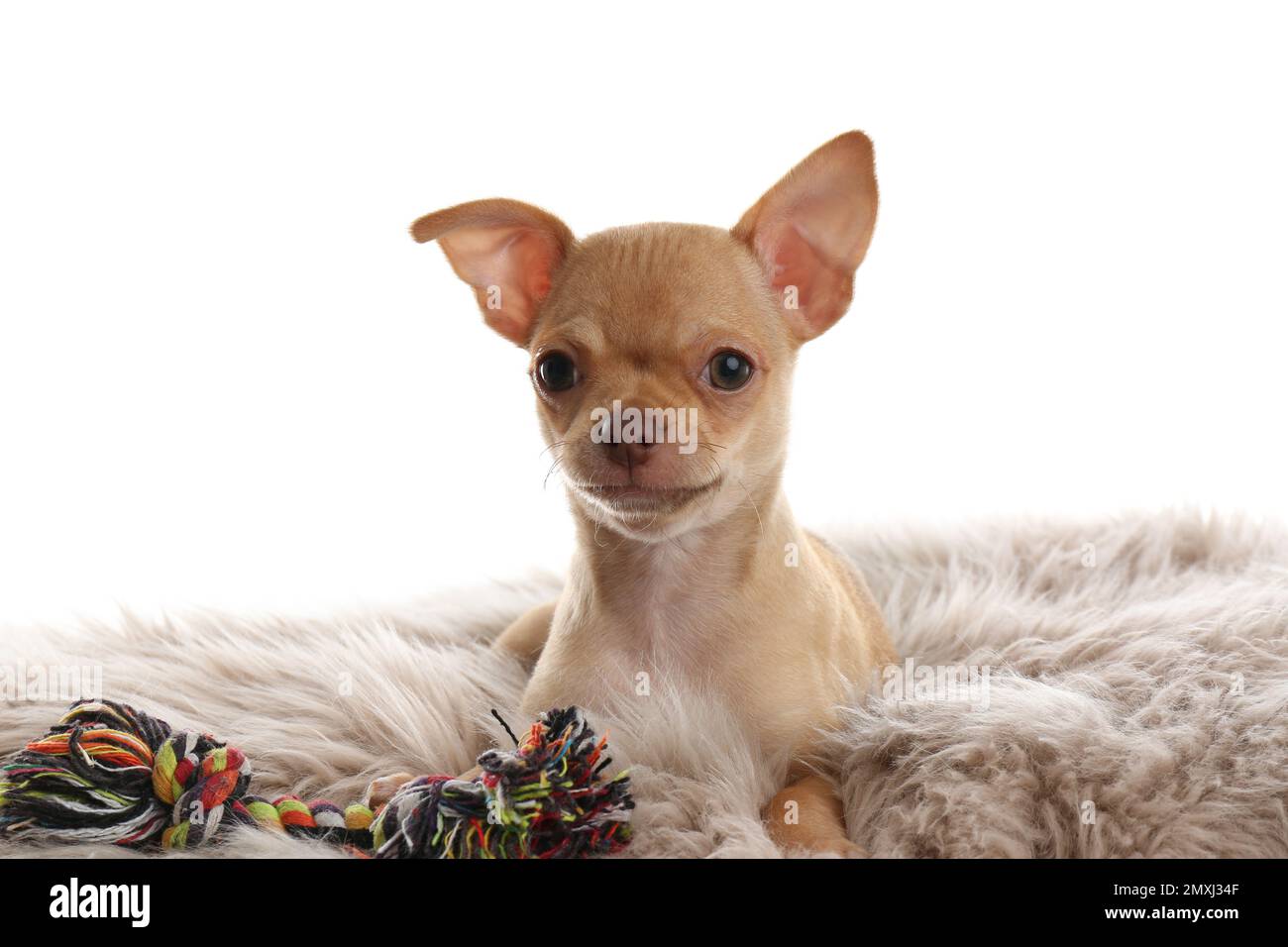 Niedliches Chihuahua Hündchen mit Spielzeug auf Kunstfell. Baby-Tier Stockfoto