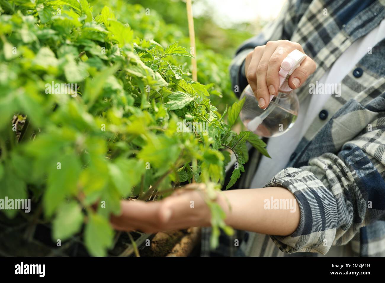 Frau besprüht Tomatensämlinge mit Wasser im Gewächshaus, Nahaufnahme Stockfoto