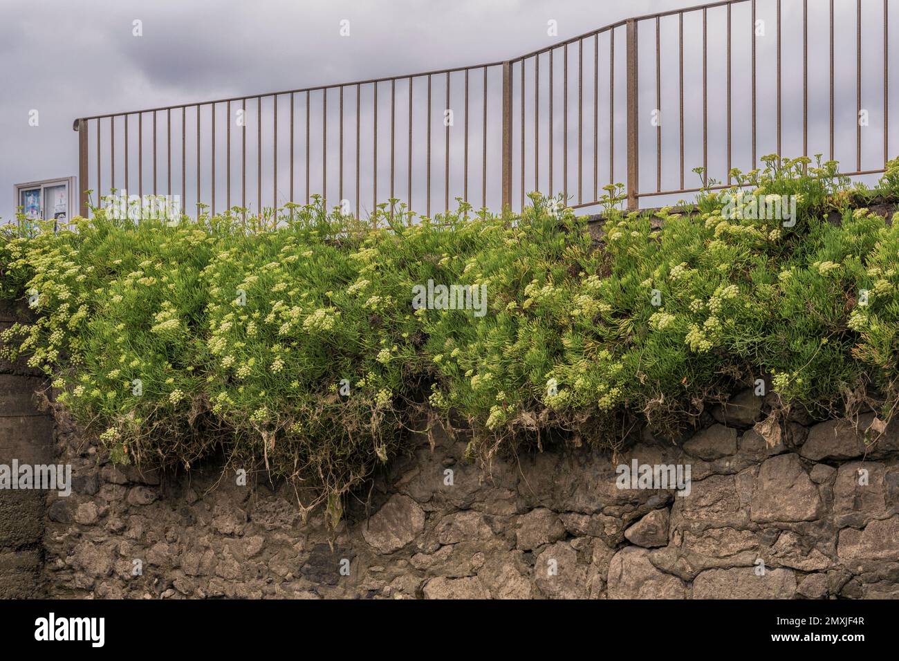 Samphire oder Seefenchel (Crithmum maritimum) in der Gezeitenmühle Jado, Argoños, Kantabrien, Nordspanien, Europa Stockfoto