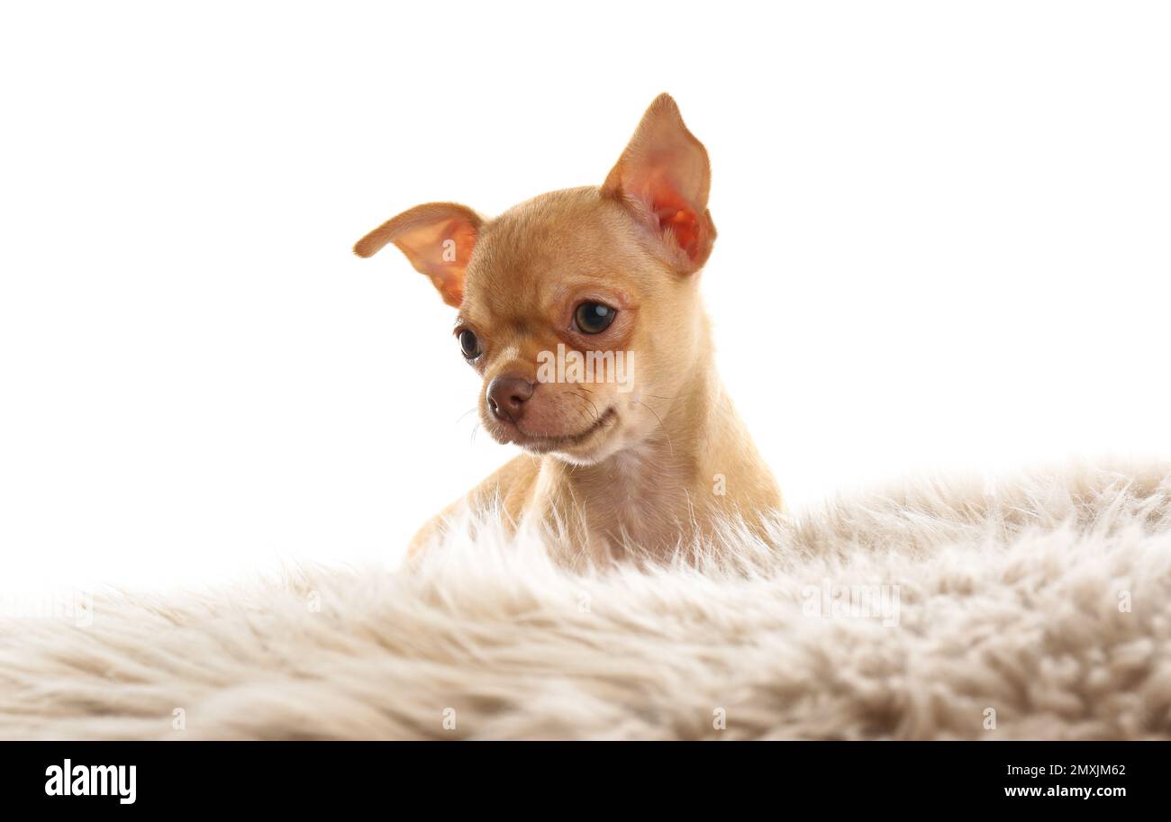 Süßer Chihuahua Welpe auf Kunstfell. Baby-Tier Stockfoto