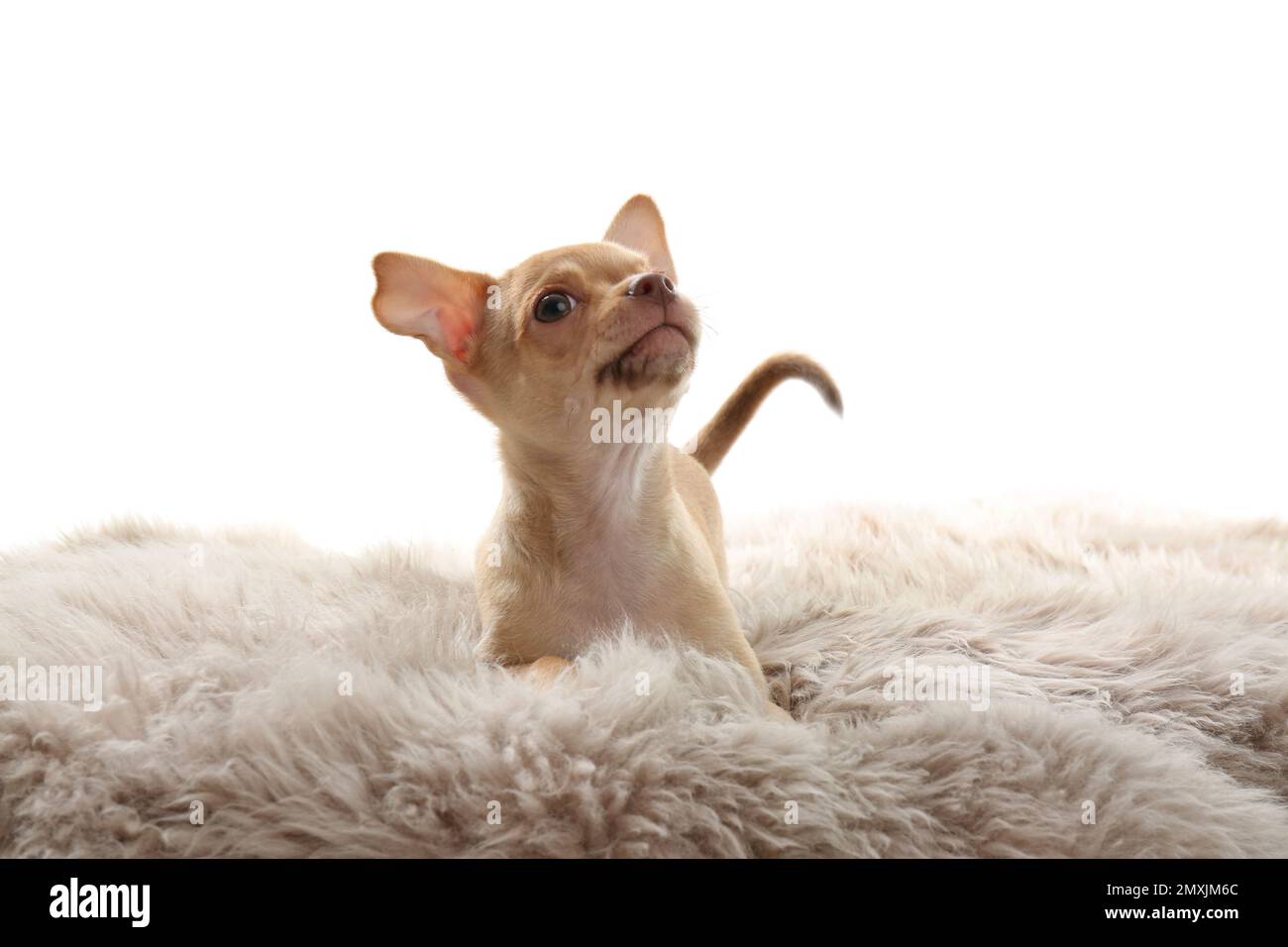 Süßer Chihuahua Welpe auf Kunstfell. Baby-Tier Stockfoto