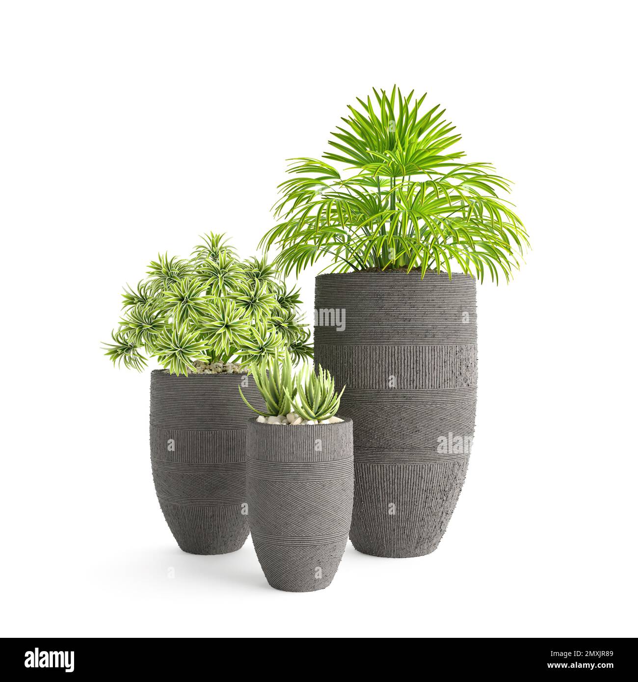 Die verschiedenen Arten grüner Pflanzen auf Blumentöpfen auf weißem Hintergrund. Stockfoto