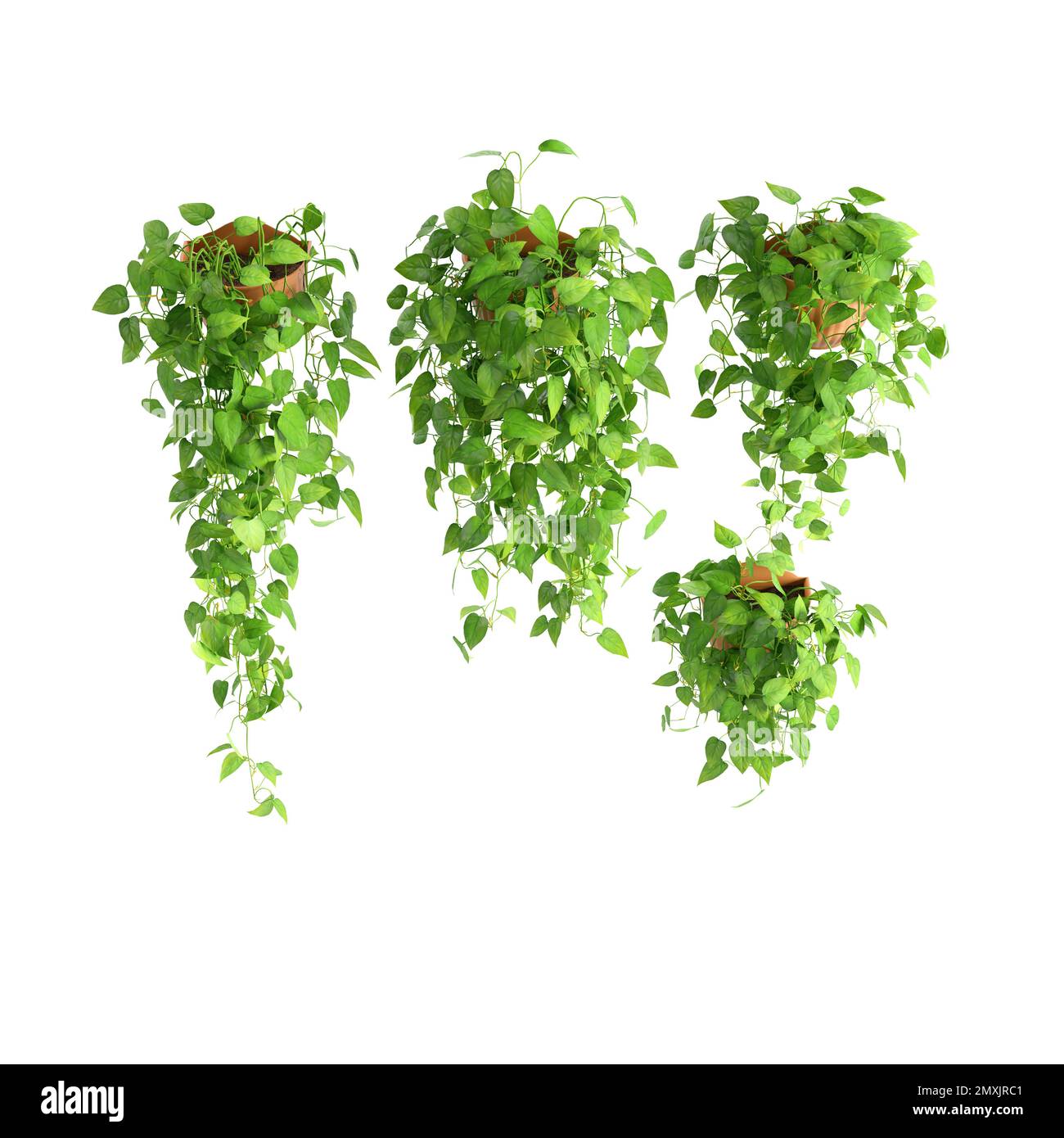 Die verschiedenen Arten grüner Pflanzen auf Blumentöpfen auf weißem Hintergrund. Stockfoto