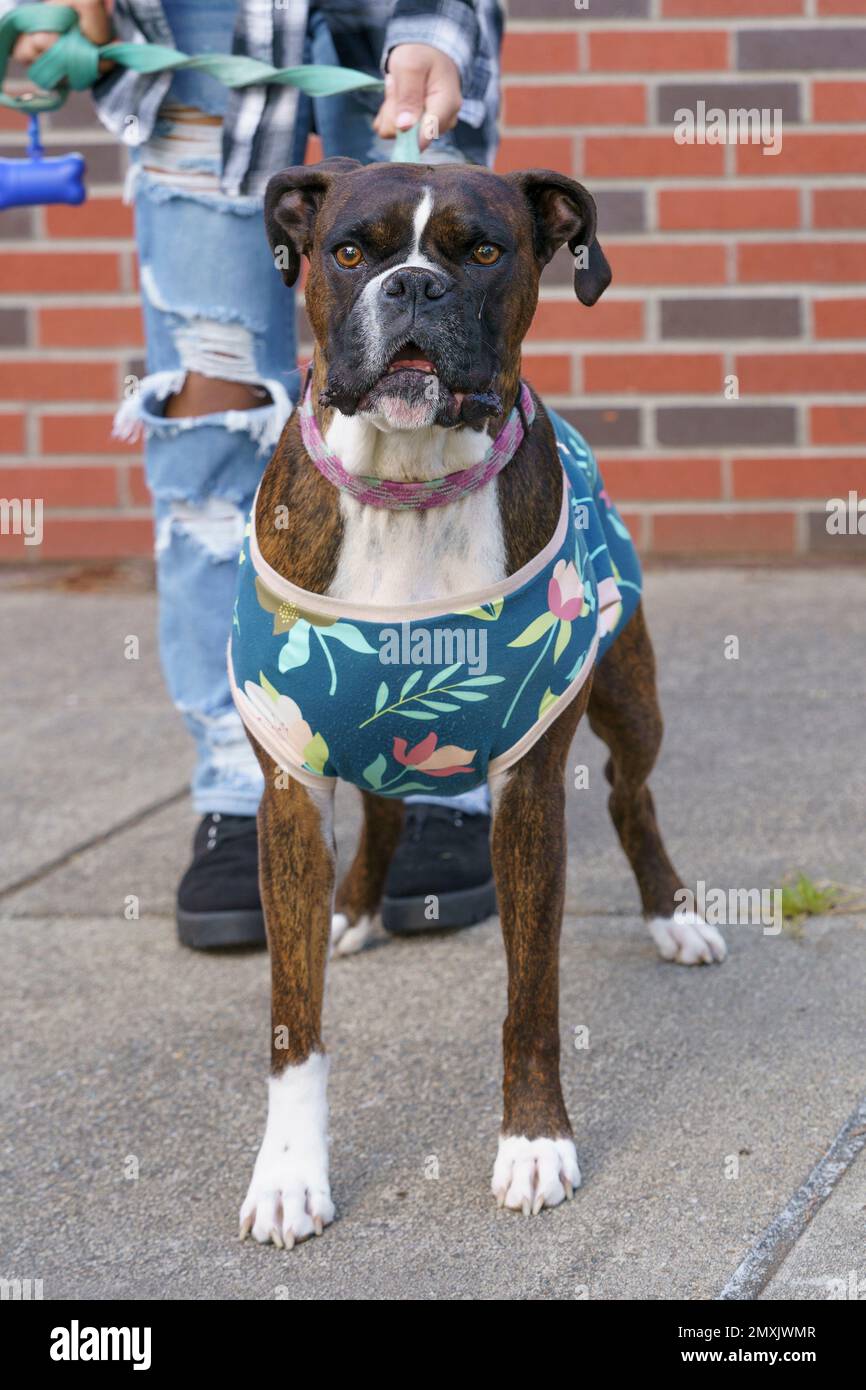 Eine Nahaufnahme eines einzelnen Hundes in Lappen auf der Straße. Stockfoto