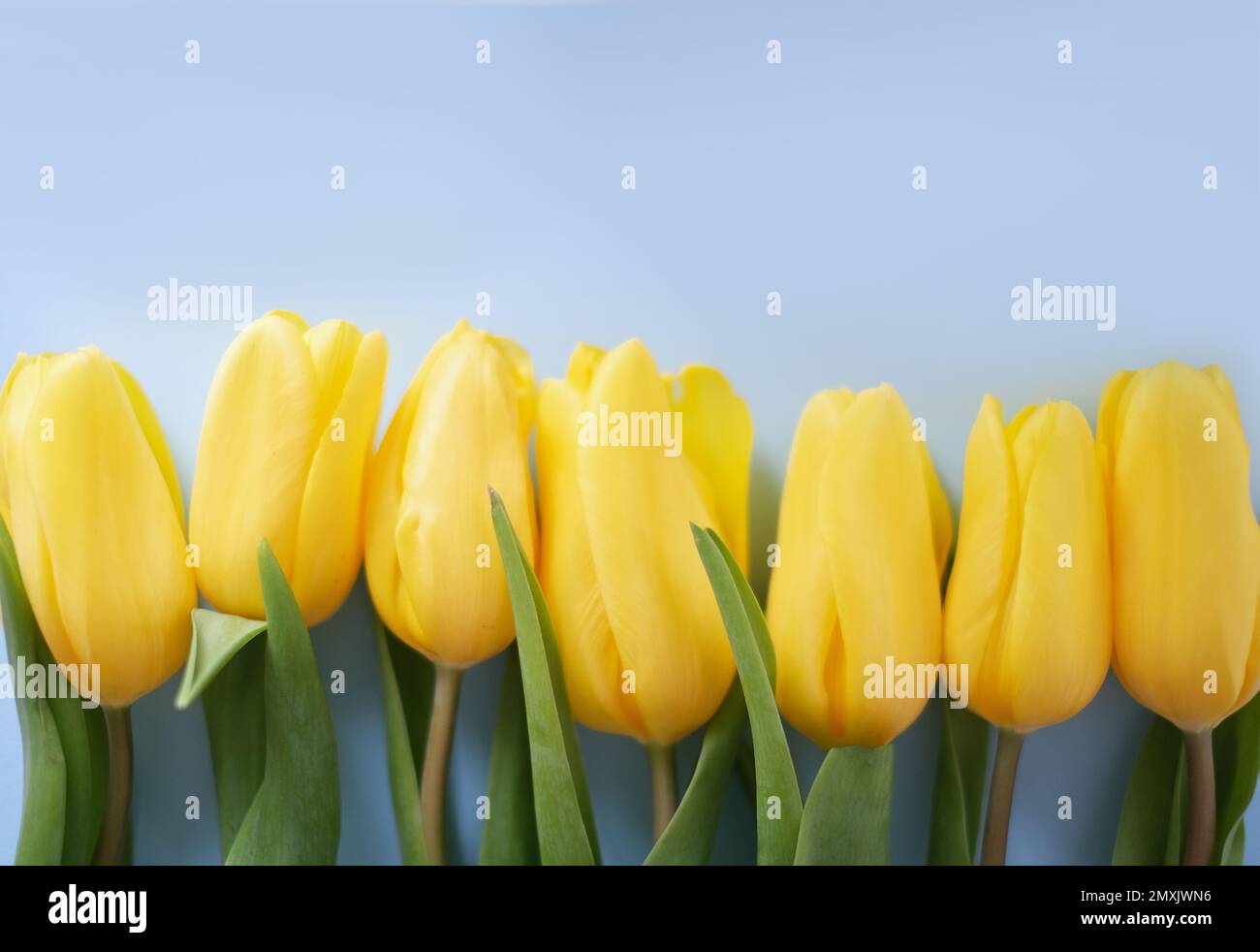 Blumenzusammensetzung. Gelbe Tulpenblüten auf hellblauem Hintergrund. Frühlings- und Sommerkonzept Stockfoto