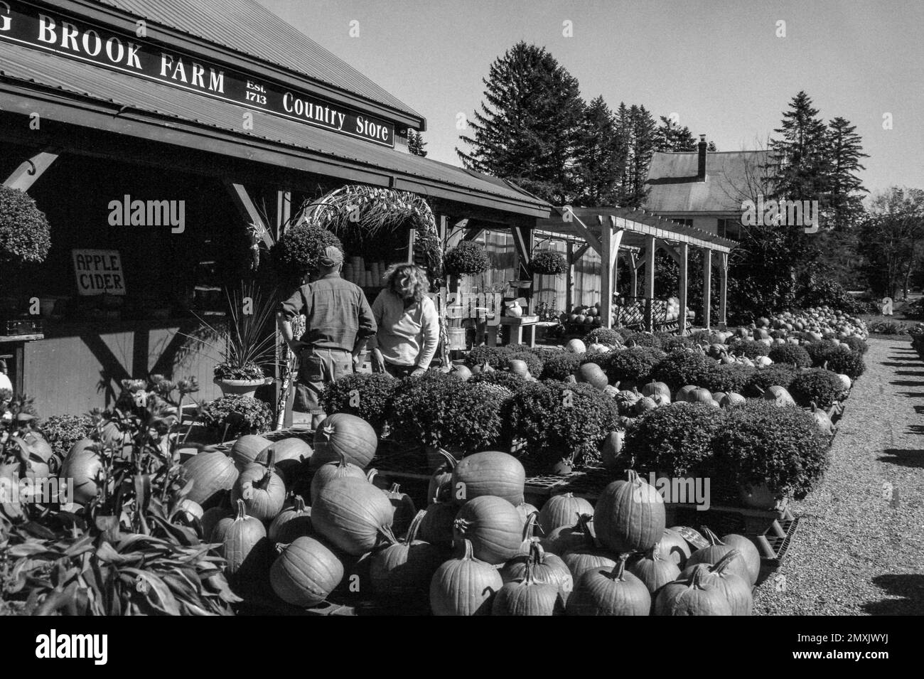 Käufer sehen sich die geernteten Kürbisse an einem Gemüsestand auf einem Bauernhof an. Littleton Massachusetts. Das Bild wurde auf analogem Schwarzweißfilm aufgenommen. Stockfoto