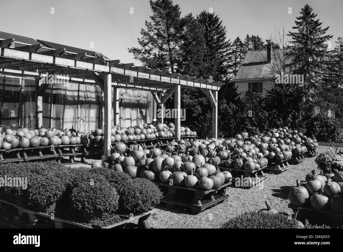 Ein Gemüsestand mit einer großen Auswahl geernteter Kürbisse auf einem Bauernhof. Littleton Massachusetts. Das Bild wurde auf analogem Schwarzweißfilm aufgenommen. Stockfoto
