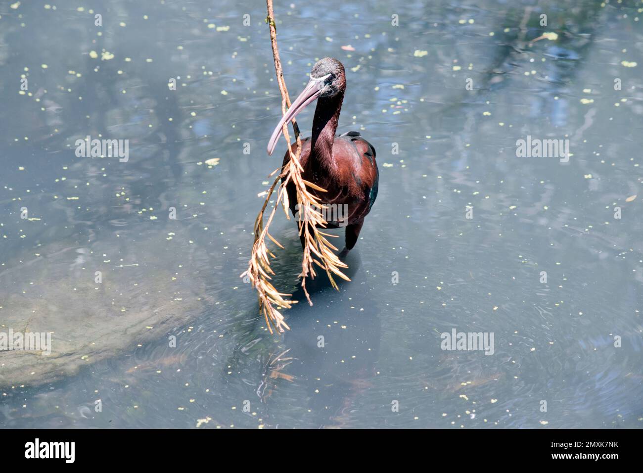 Der glänzende Ibis hat einen Ast im Maul, den er bauen will Stockfoto