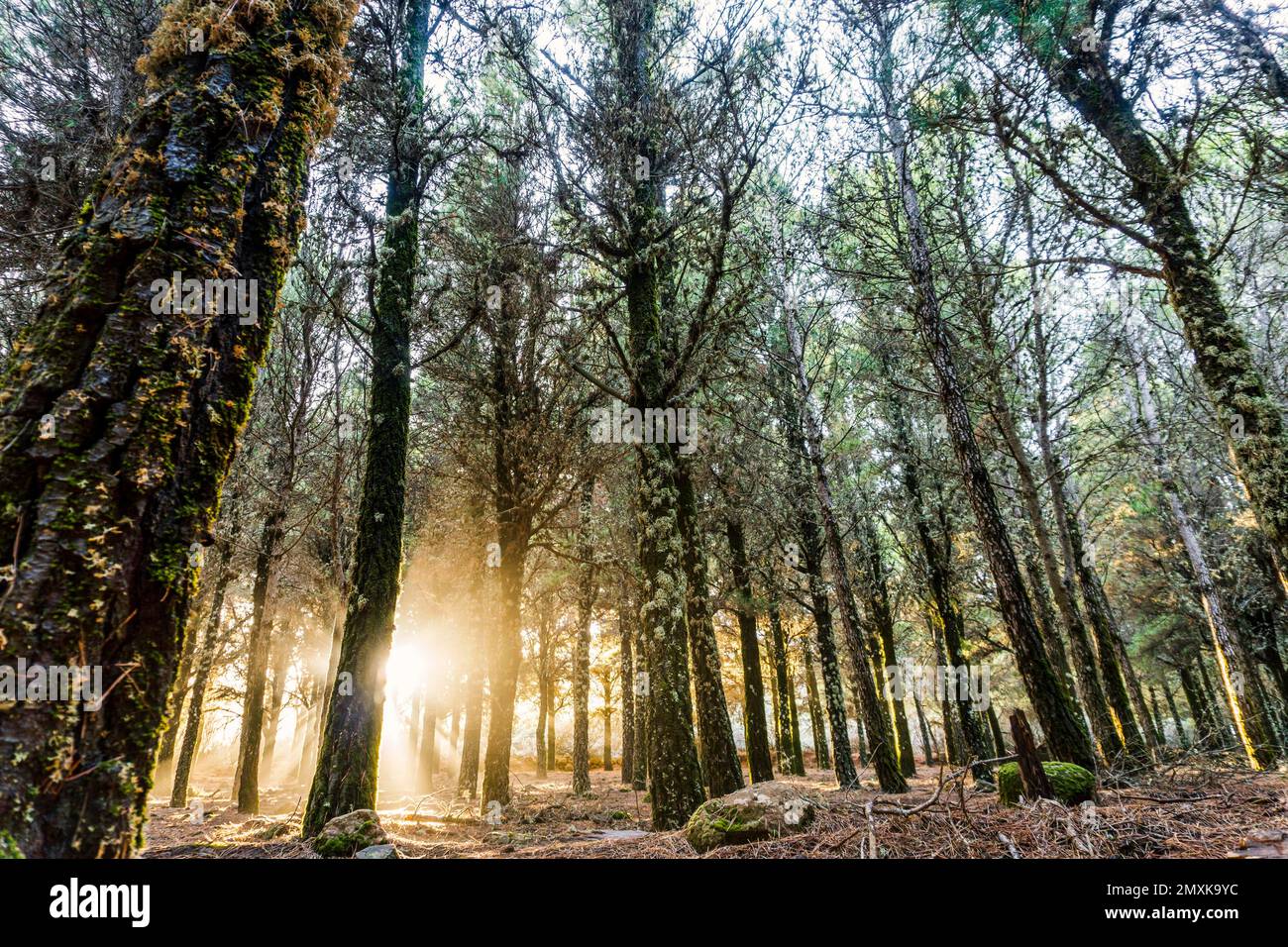 Wunderschöne Sonnenstrahlen, die mit Moos bedeckte Bäume im nebligen Wald, Gran Canaria, Spanien, Europa erleuchten Stockfoto