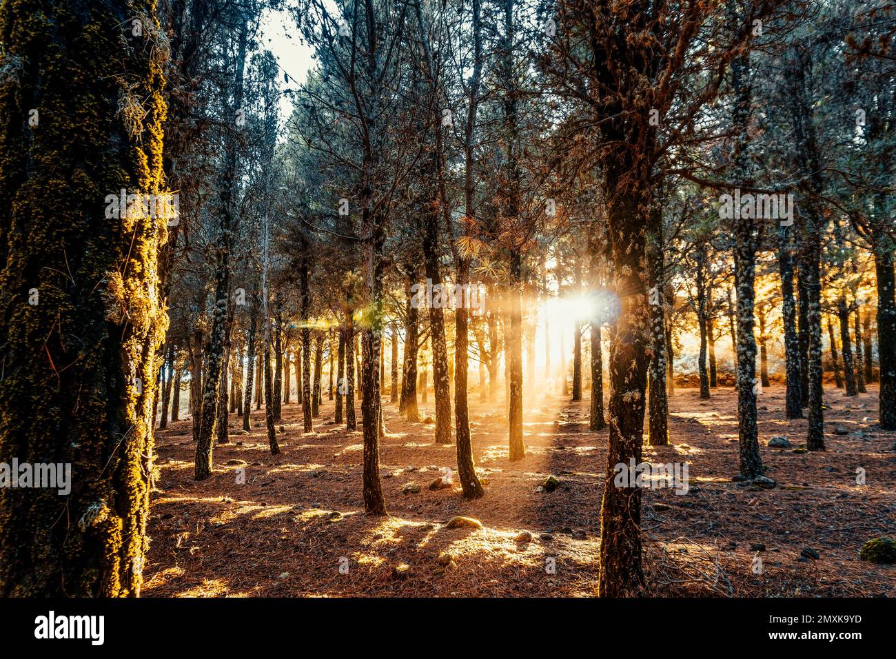 Wunderschöne Sonnenstrahlen, die mit Moos bedeckte Bäume im nebligen Wald, Gran Canaria, Spanien, Europa erleuchten Stockfoto