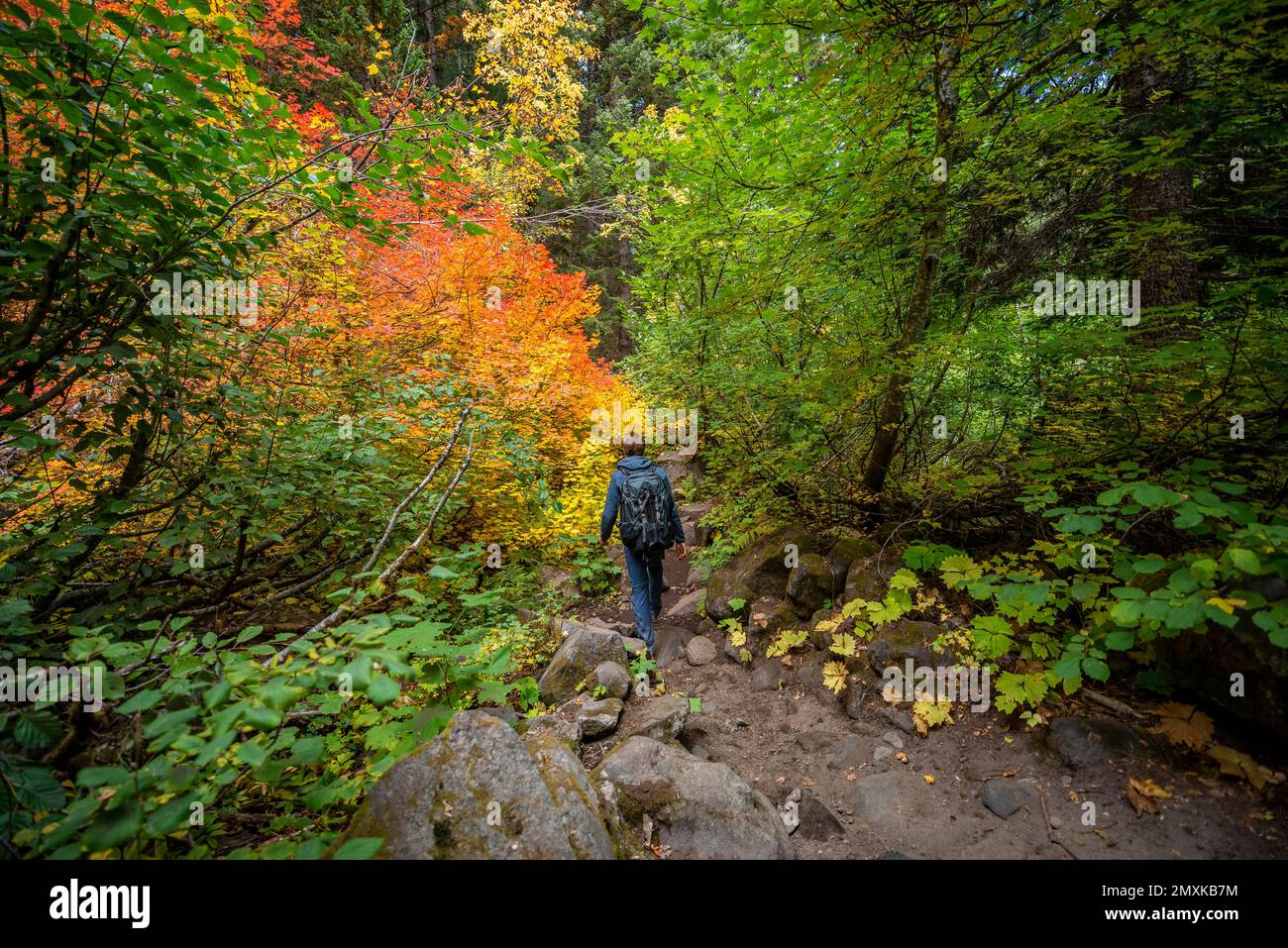 Wanderungen im Wald, Indian Summer, gelbe, orangefarbene und rote Blätter, Herbstfarben, Oregon, USA, Nordamerika Stockfoto