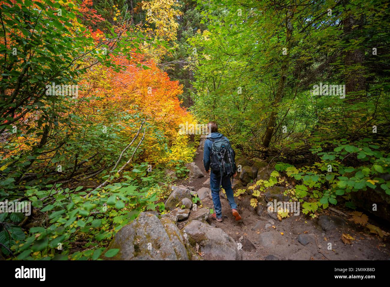 Wanderungen im Wald, Indian Summer, gelbe, orangefarbene und rote Blätter, Herbstfarben, Oregon, USA, Nordamerika Stockfoto