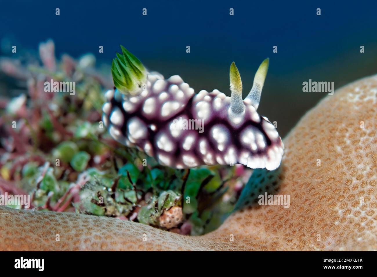 Herrliche Sternschnecke (Chromodoris geometrica), Nudibranch, Opisthobranch, kriecht über das Substrat mit Seeschnecken, Banda-Meer, Pazifischer Ozean, Saparua, Stockfoto