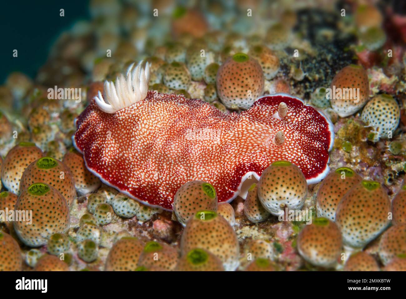 Goniobranchus reticulatus (Chromodoris reticulata), Nudibranch, Opisthobranchia kriecht zwischen grünem Urnenseescheiber (Didemnum molle), Rot, Banda-Meer, Stockfoto