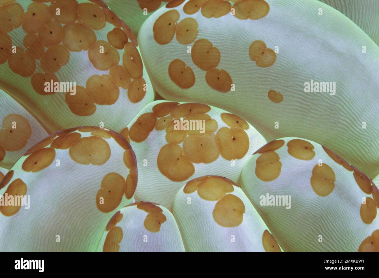 Detaildarstellung der Blasenkorallen (Plerogyra sinuosa) mit kleinen Korallenwirbelwürmern (Waminosa sp.), Banda-Meer, Pazifischer Ozean, Saparua, Insel, Molukken, Indonesien Stockfoto