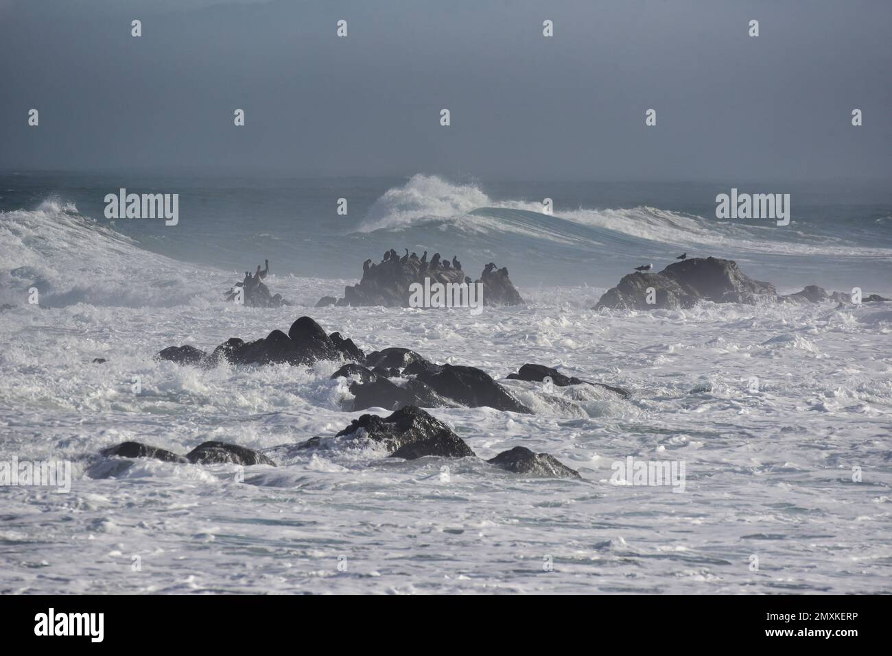 Große Meereswellen und Felsen mit Kormoranen und Möwen, Pazifik, Estero Bluffs State Park, Kalifornien Stockfoto