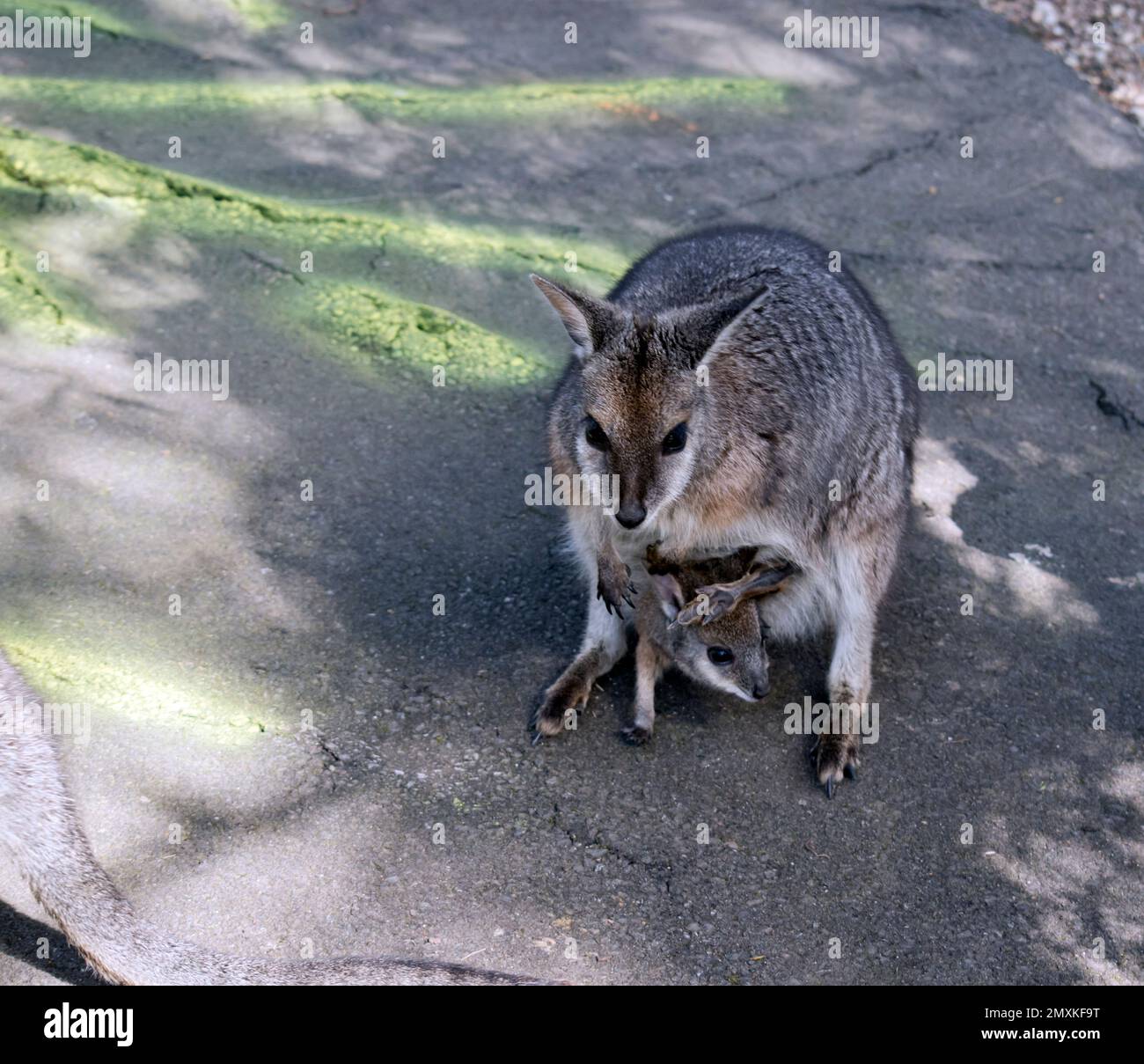 Das tammar Wallaby ist ein kleines graues Wallaby mit braunen Armen und weißen Wangenstreifen und einem langen Schwanz Stockfoto