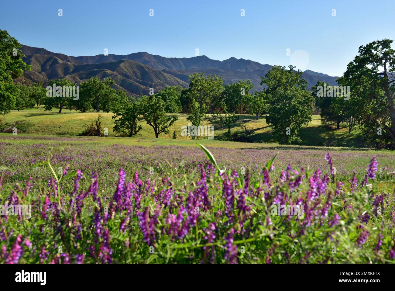 Lila Wetch entlang der Del Venturi Rd, Fort Hunter Liggett und Los Padress National Forest, CA, 8 Monate nach dem Dolan Fire Stockfoto