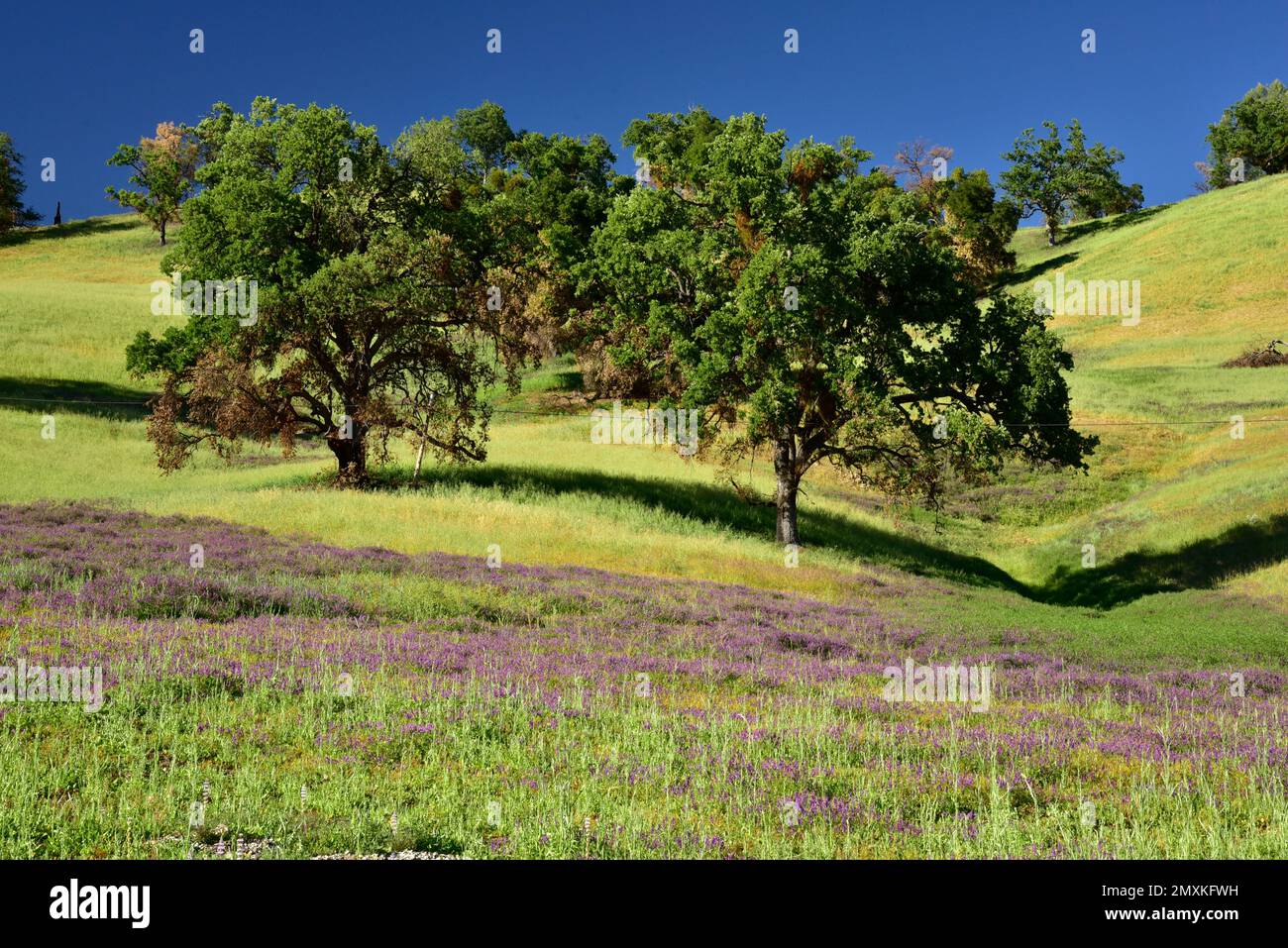 Mehrere Monate nach einem Waldbrand blühen die Lupinen auf den leuchtend grünen Hügeln mit Eichenbäumen in Monterey County, Kalifornien Stockfoto