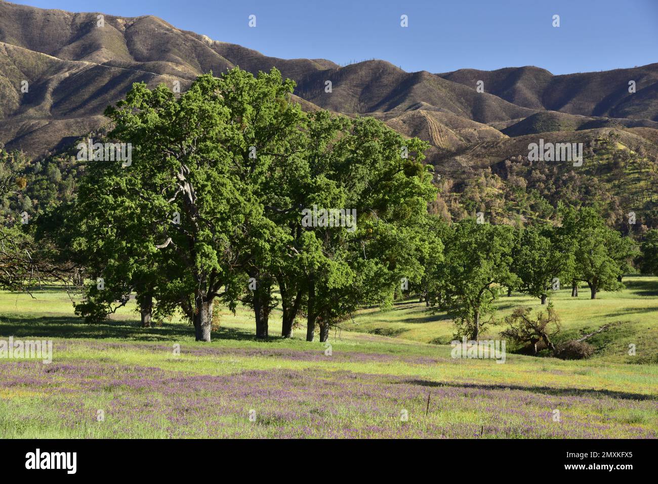 Mehrere Monate nach einem Waldbrand blühen die Lupinen auf den leuchtend grünen Hügeln mit Eichenbäumen in Monterey County, Kalifornien Stockfoto