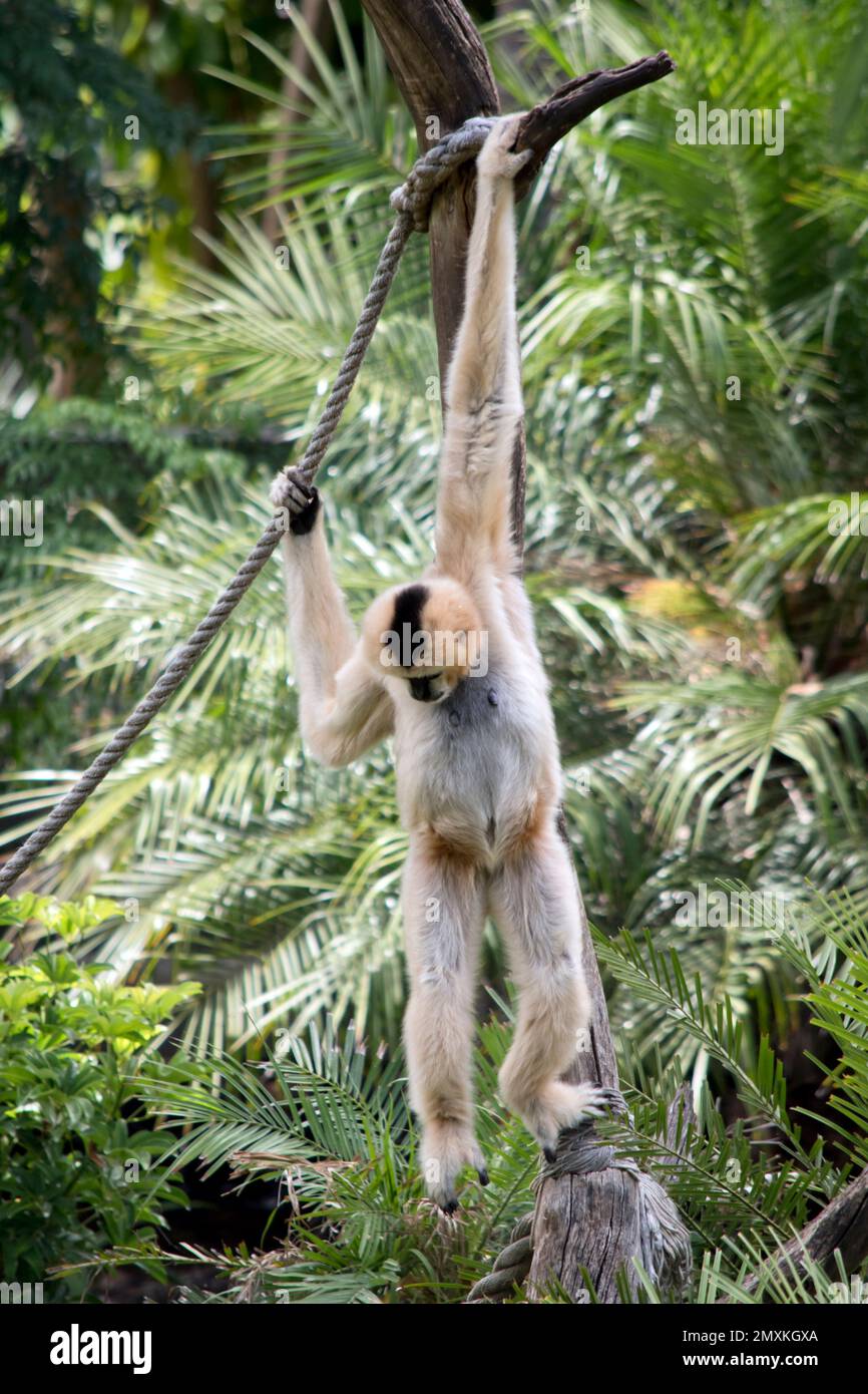 Das weiße weibliche Gibbon hat orangefarbene Haare mit schwarzem Gesicht und weißen Wangen Stockfoto