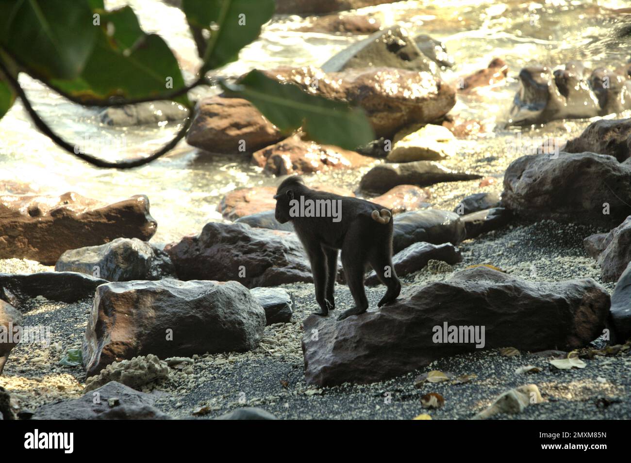 Ein Sulawesi-Schwarzkammmakaken (Macaca nigra) steht auf einem Felsen, während er an einem felsigen Strand im Naturschutzgebiet Tangkoko in North Sulawesi, Indonesien, forscht. Die Auswirkungen des Klimawandels auf die endemischen Arten sind auf verändertes Verhalten und Nahrungsverfügbarkeit zu sehen, die ihre Überlebensrate beeinflussen. „Wie die Menschen überhitzen sich Primaten und werden durch anhaltende körperliche Aktivität bei extrem heißem Wetter dehydriert“, so ein Wissenschaftler, Brogan M. Stewart, in seinem Bericht, der 2021 über das Gespräch veröffentlicht wurde. In einer wärmeren Zukunft müssten sie sich anpassen, sich ausruhen und im Schatten bleiben, während... Stockfoto