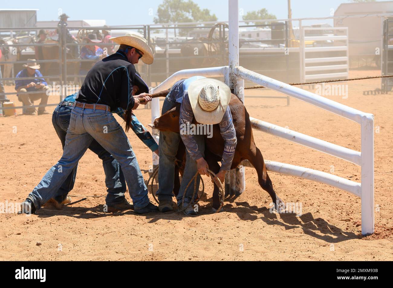 Das Bronco Branding ist ein zeitlich begrenztes Ereignis, bei dem ein Fänger ein Kalb in eine Rindermeute einwickelt und zu einem Branding-Posten führt, wo die Teammitglieder es sichern und markieren. Stockfoto