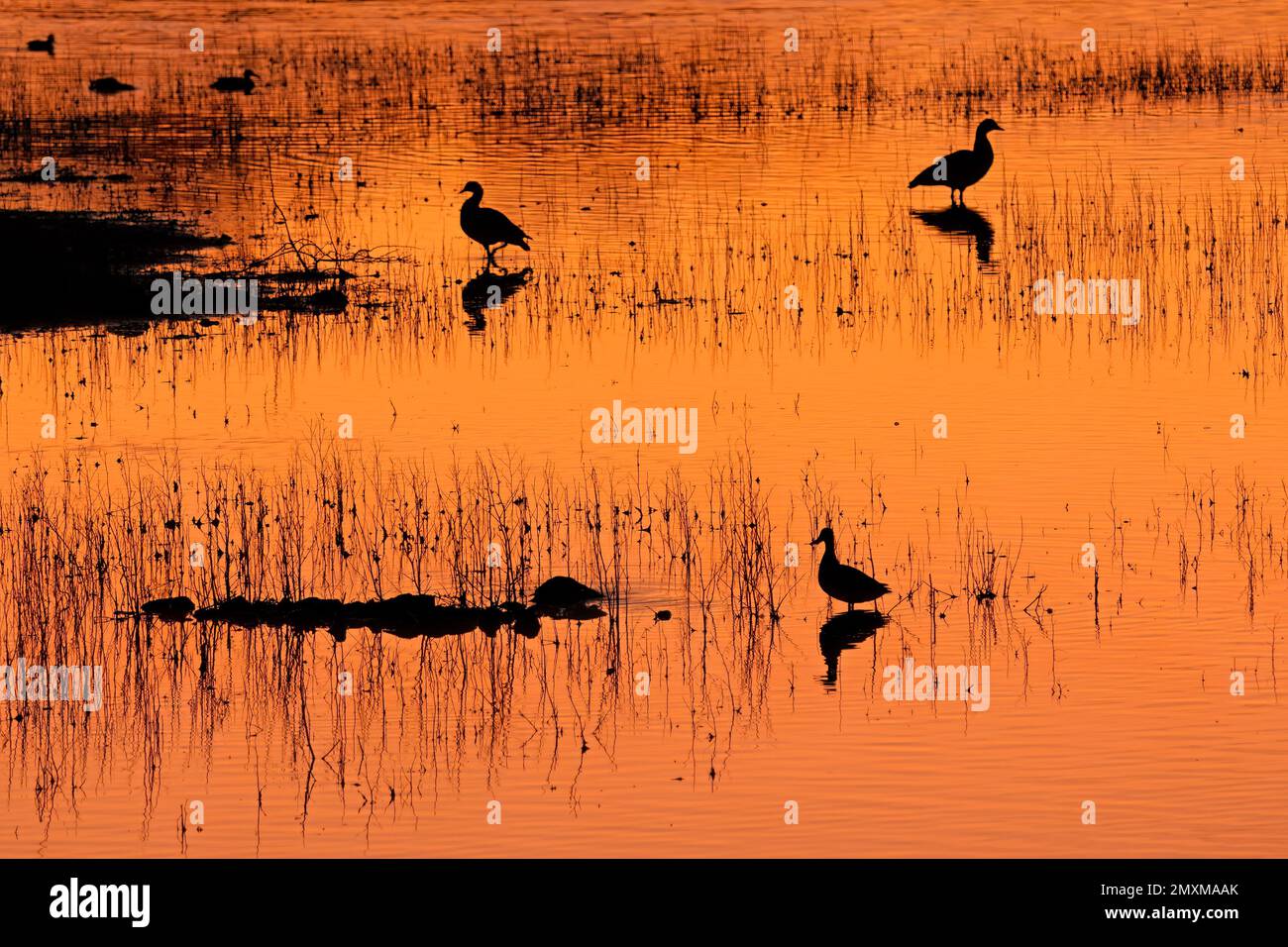 Malerische Landschaft mit Wasservögeln im flachen Wasser bei Sonnenaufgang, Südafrika Stockfoto
