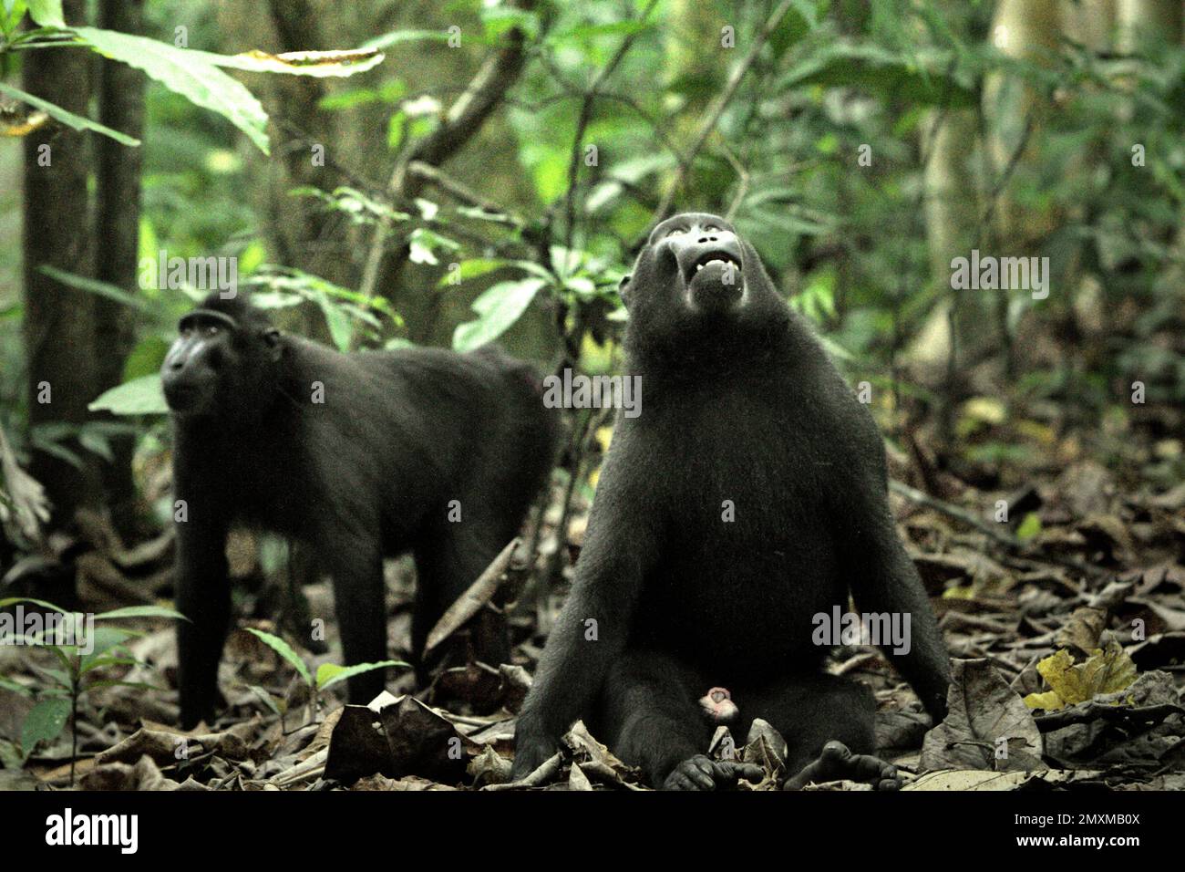 Ein Sulawesi-Schwarzkammmakaken (Macaca nigra) schaut auf den Boden des Tangkoko-Waldes, Nord-Sulawesi, Indonesien. Die Auswirkungen des Klimawandels auf die endemischen Arten sind auf verändertes Verhalten und Nahrungsverfügbarkeit zu sehen, die ihre Überlebensrate beeinflussen. „Wie die Menschen überhitzen sich Primaten und werden durch anhaltende körperliche Aktivität bei extrem heißem Wetter dehydriert“, so ein Wissenschaftler, Brogan M. Stewart, in seinem Bericht, der 2021 über das Gespräch veröffentlicht wurde. In einer wärmeren Zukunft müssten sie sich anpassen, sich ausruhen und im Schatten bleiben, während der heißesten Zeiten... Stockfoto