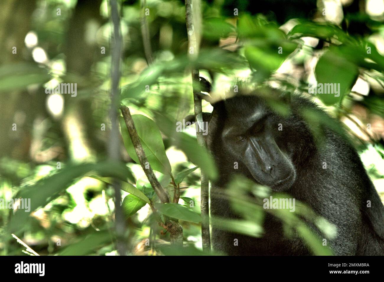 Im Naturschutzgebiet Tangkoko, Nord-Sulawesi, Indonesien, wird eine Sulawesi-Schwarzkammmakake (Macaca nigra) durch Baumblätter fotografiert. Die Auswirkungen des Klimawandels auf die endemischen Arten sind auf verändertes Verhalten und Nahrungsverfügbarkeit zu sehen, die ihre Überlebensrate beeinflussen. „Wie die Menschen überhitzen sich Primaten und werden durch anhaltende körperliche Aktivität bei extrem heißem Wetter dehydriert“, so ein Wissenschaftler, Brogan M. Stewart, in seinem Bericht, der 2021 über das Gespräch veröffentlicht wurde. „In einer wärmeren Zukunft müssten sie sich anpassen, sich ausruhen und in den heißesten Zeiten der im Schatten bleiben Stockfoto