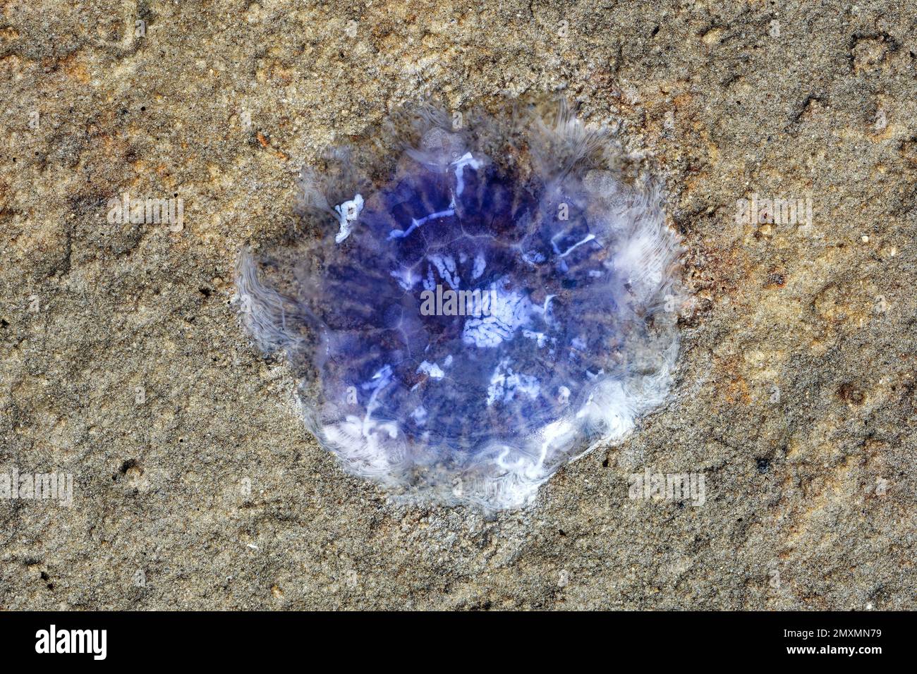 Schlammfläche mit Cornflower Qualle (Cyanea lamarckii) am Strand im Waddensee-Nationalpark, Nordsee, Deutschland Stockfoto