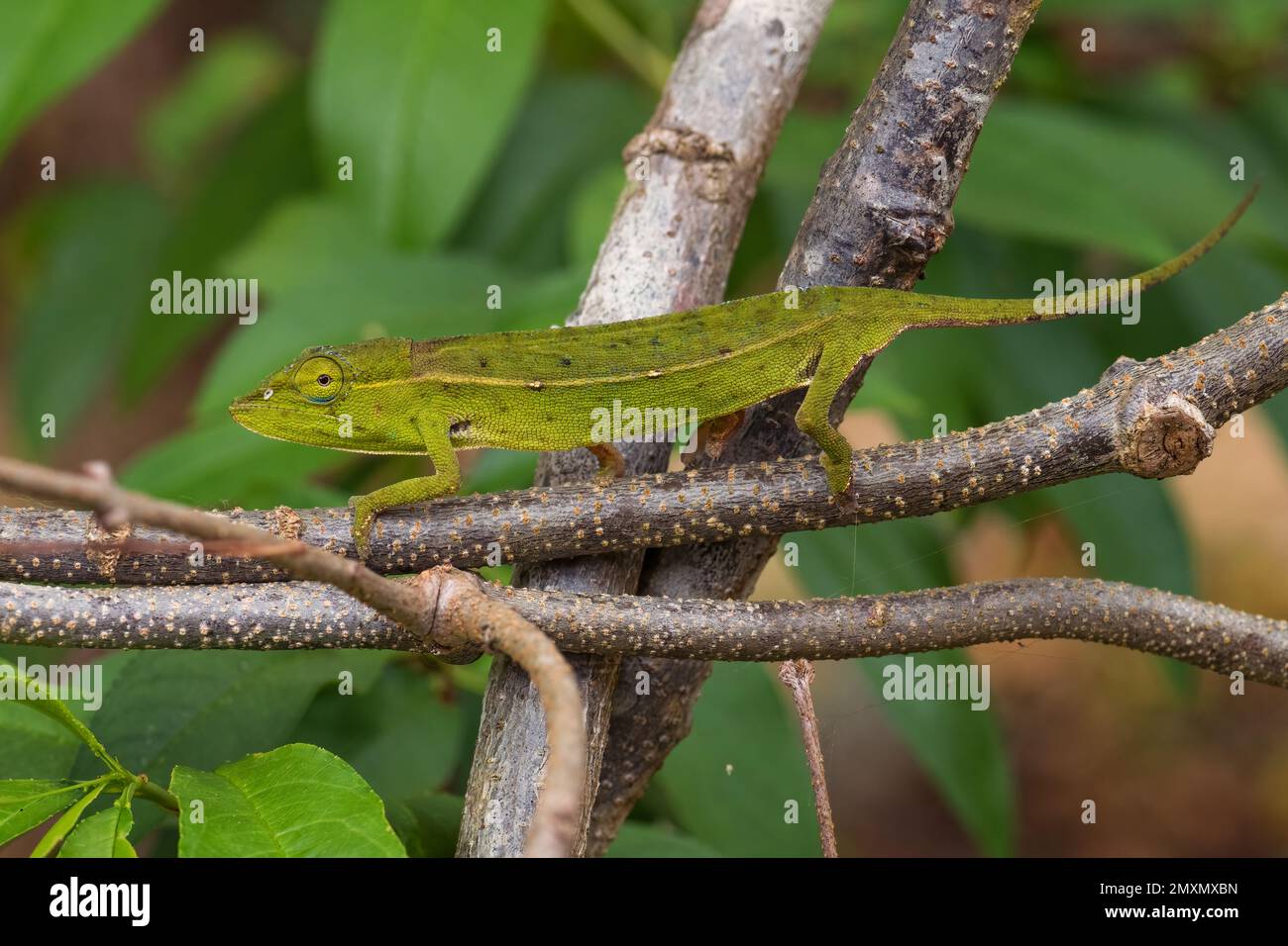 Perinet Chameleon - Calumma Gastrotaenia, kleines wunderschönes Chamäleon aus Madagaskar Wäldern und Wäldern. Stockfoto