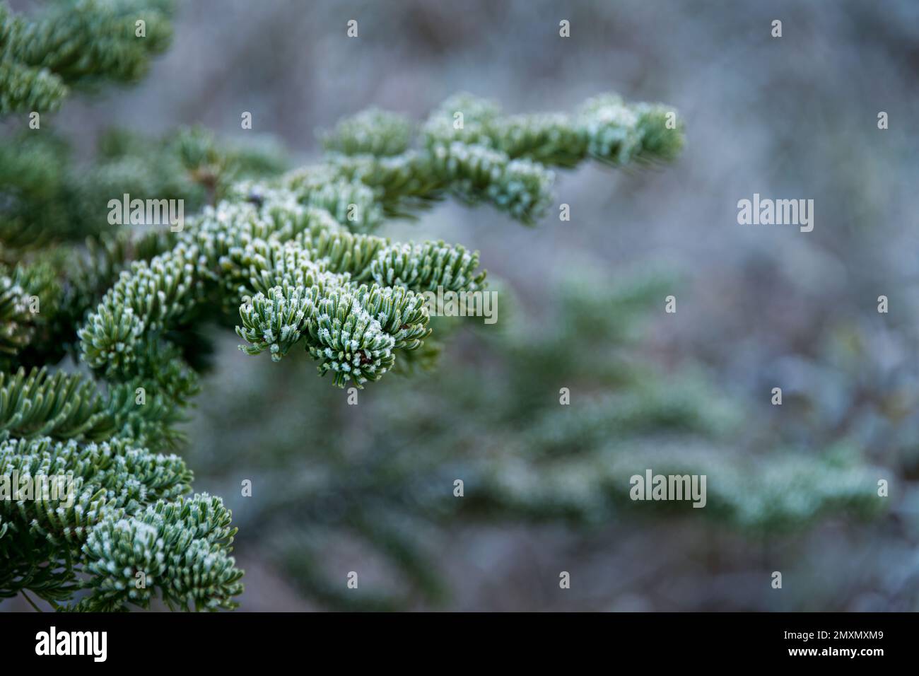 Frost auf Tannen mit unscharfem Waldhintergrund. Yoho-Nationalpark. Kanadische Rocky Mountains. Stockfoto