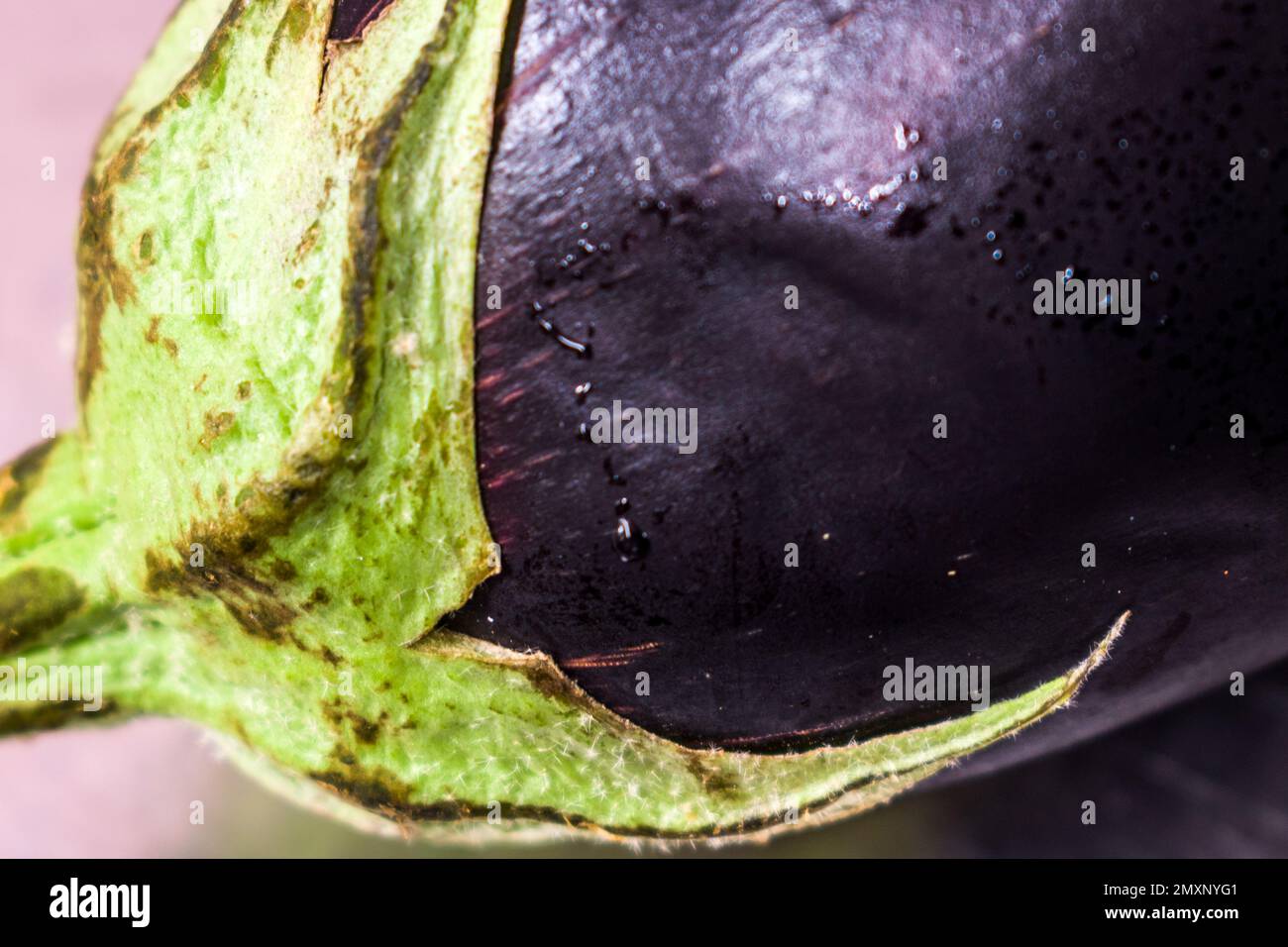 Eine Draufsicht Nahaufnahme von Brinjal, auch Aubergine genannt Stockfoto
