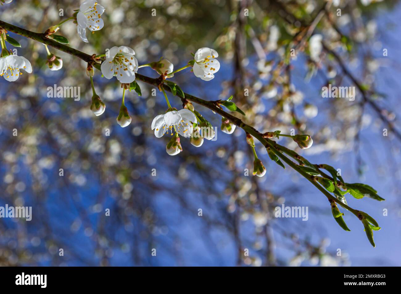 Frühlingsblüten von Pflaumenbaum, Prunus divaricata, weiße Blüten, die während der Frühlingssaison von Sakaru blühen. Makro-Nahaufnahme. Stockfoto